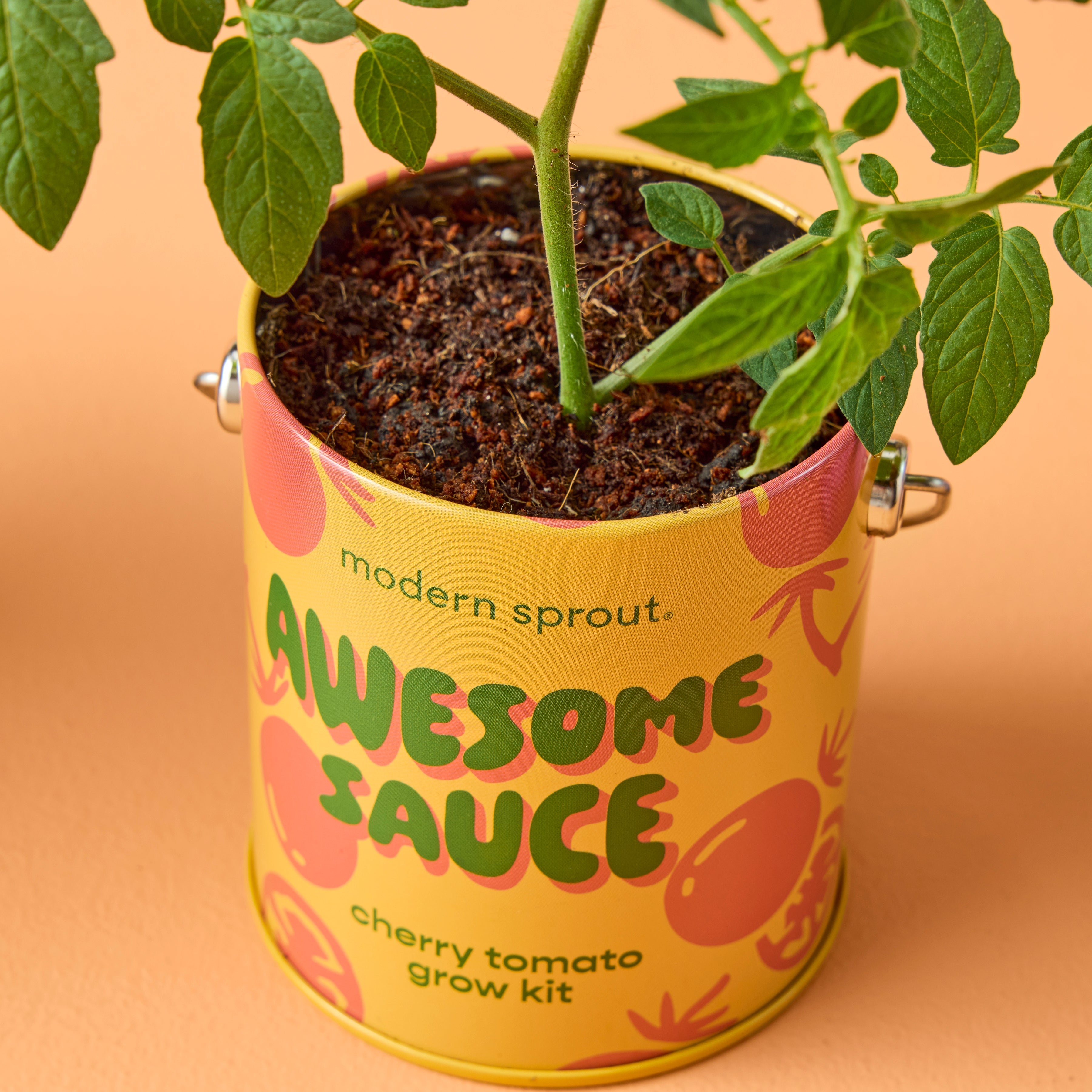 Modern Sprout Complimentary Colors Grow Kits | Heirloom Boulevard