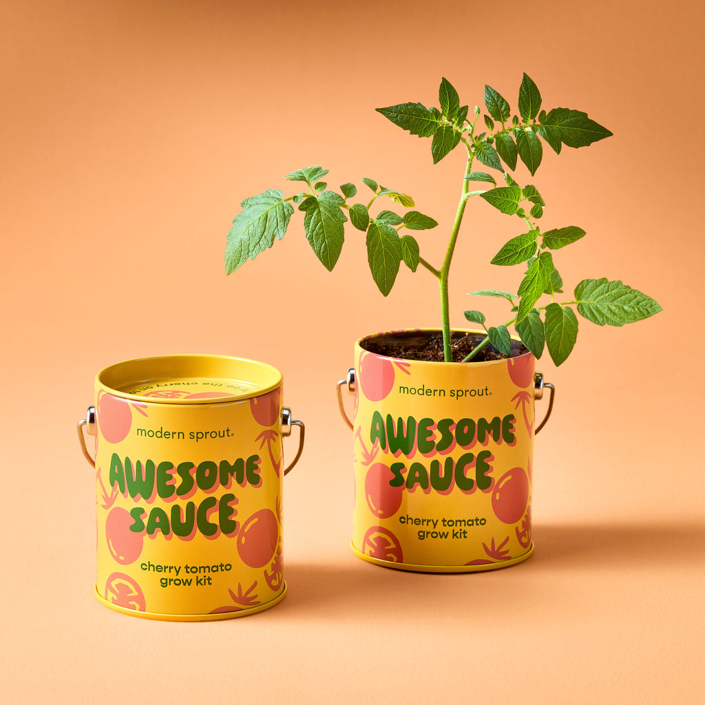 Modern Sprout Complimentary Colors Grow Kits | Heirloom Boulevard