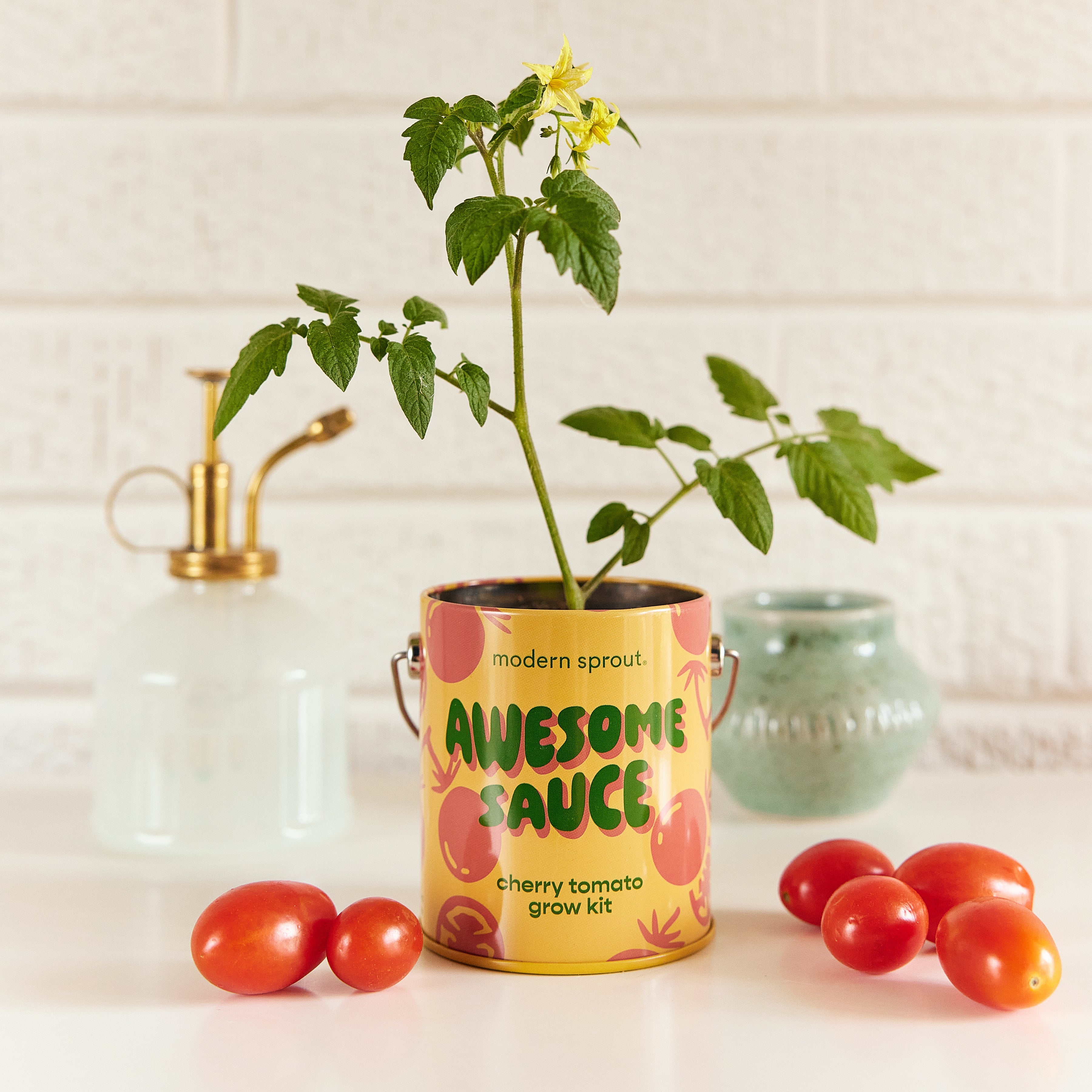 Modern Sprout Complimentary Colors Grow Kits