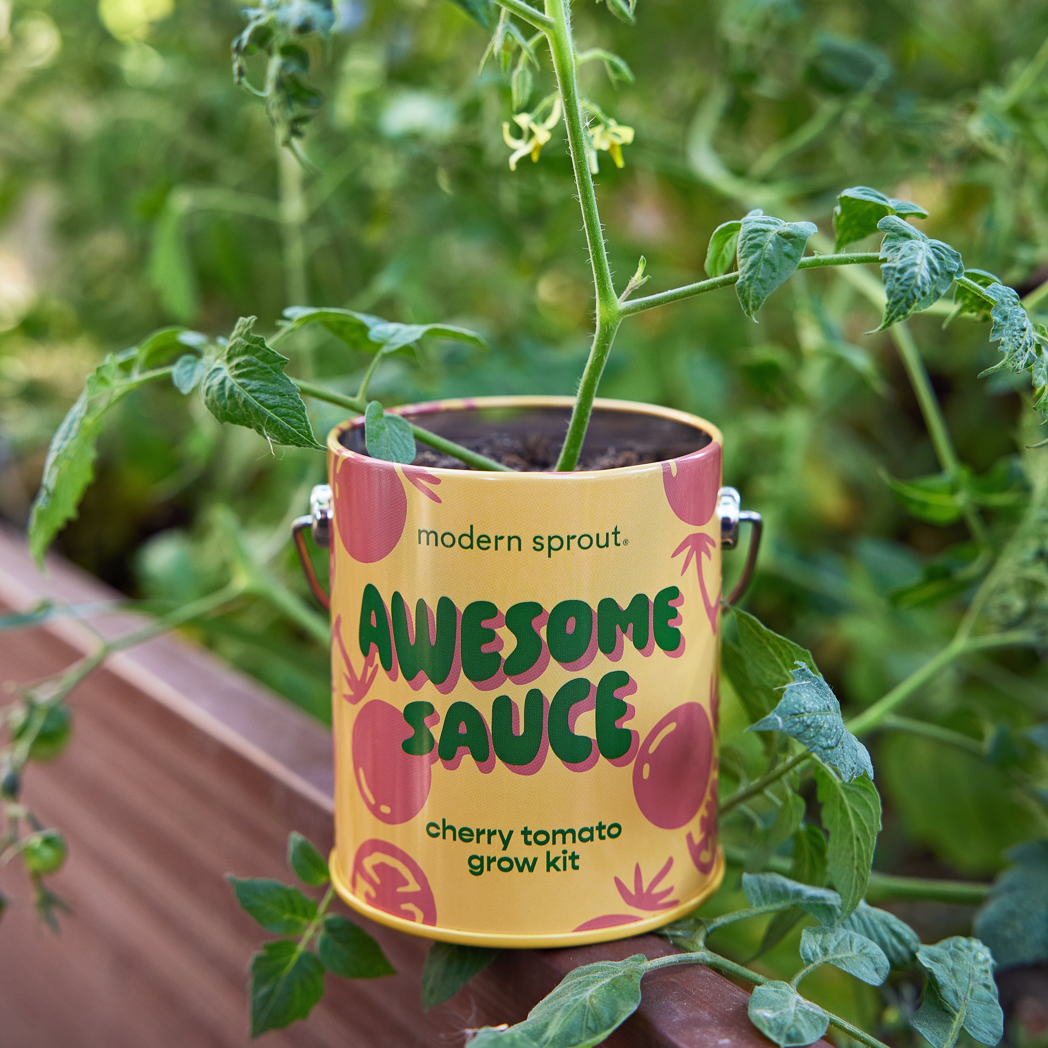 Modern Sprout Complimentary Colors Grow Kits