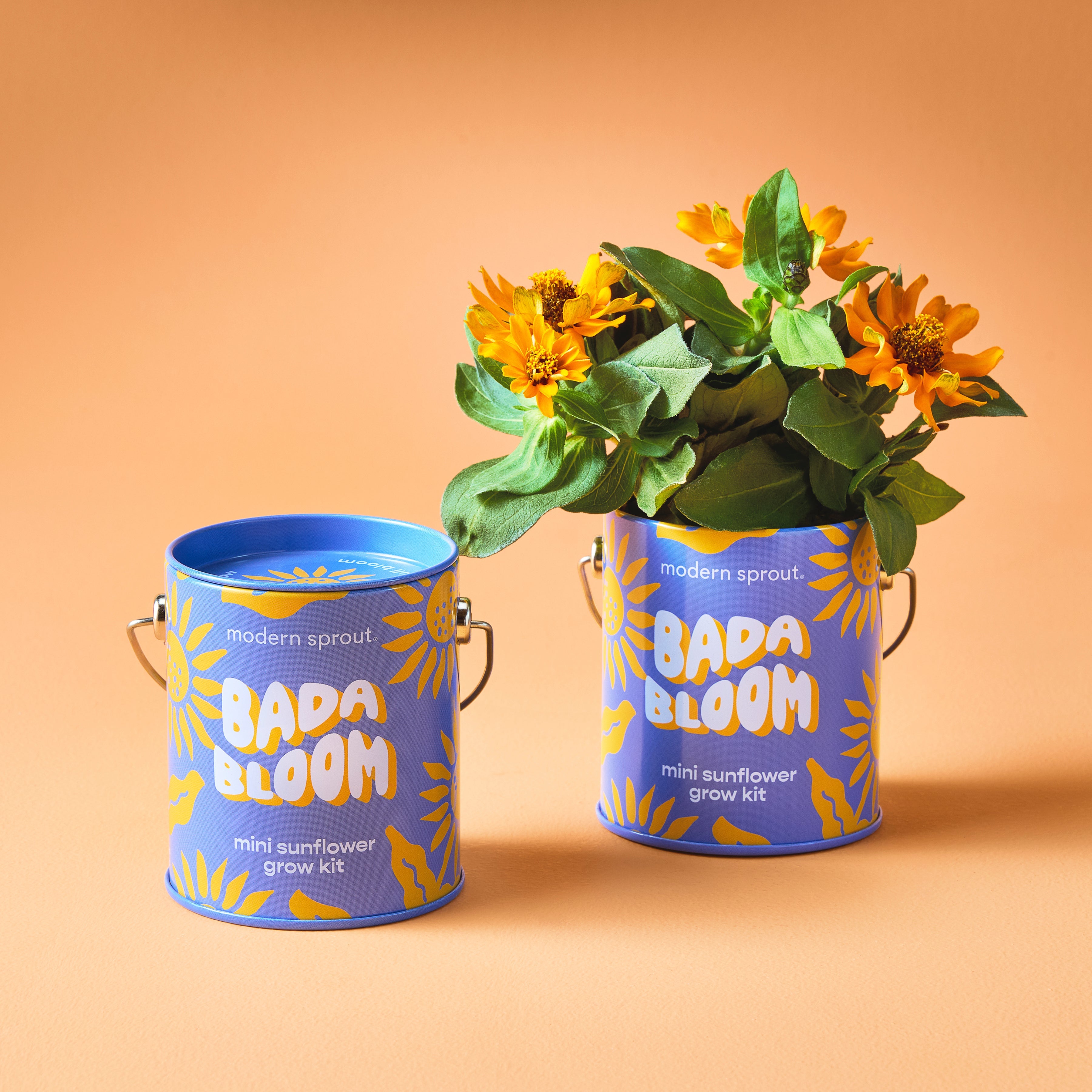 Modern Sprout Complimentary Colors Grow Kits