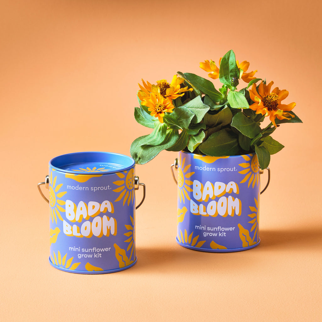 Modern Sprout Complimentary Colors Grow Kits | Heirloom Boulevard