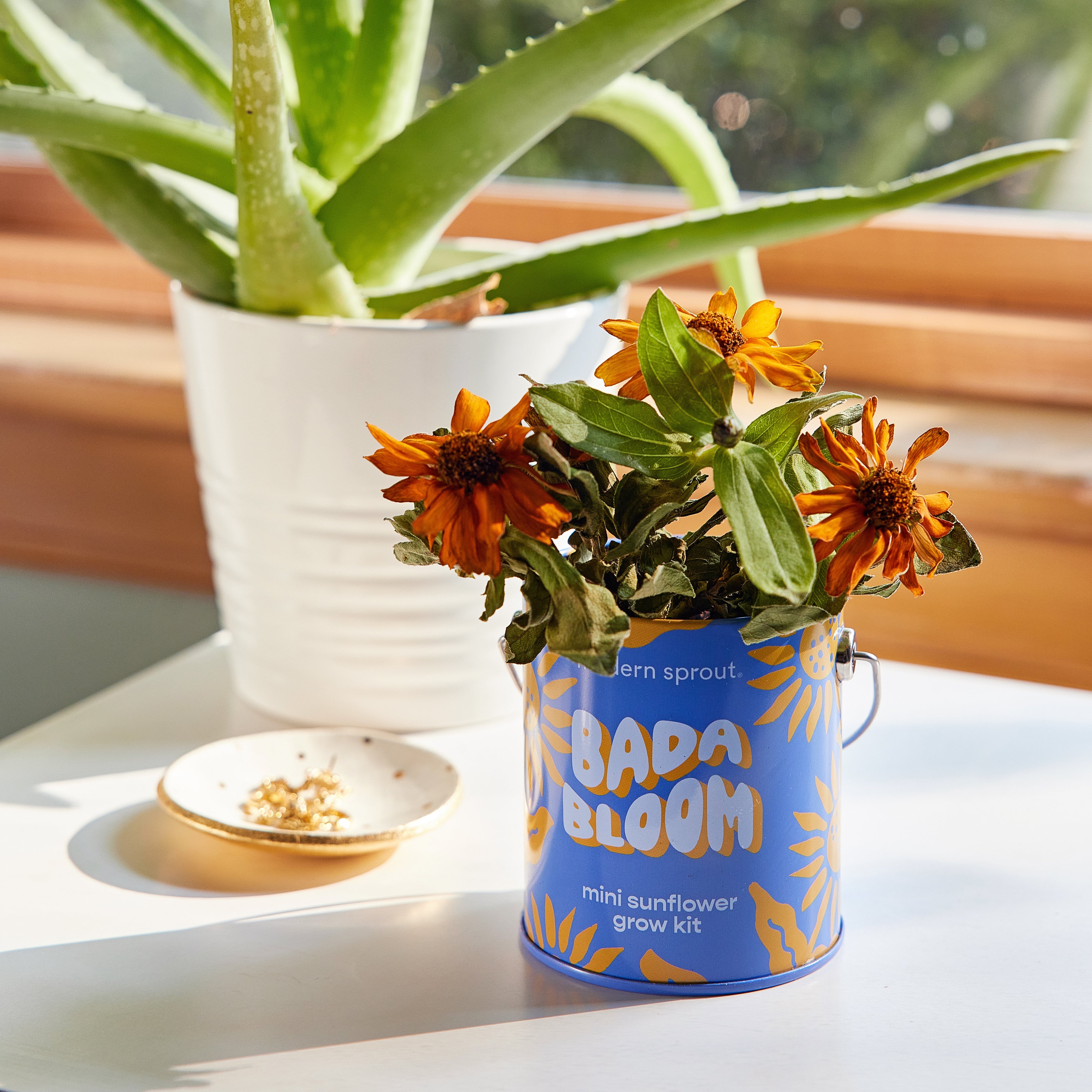 Modern Sprout Complimentary Colors Grow Kits