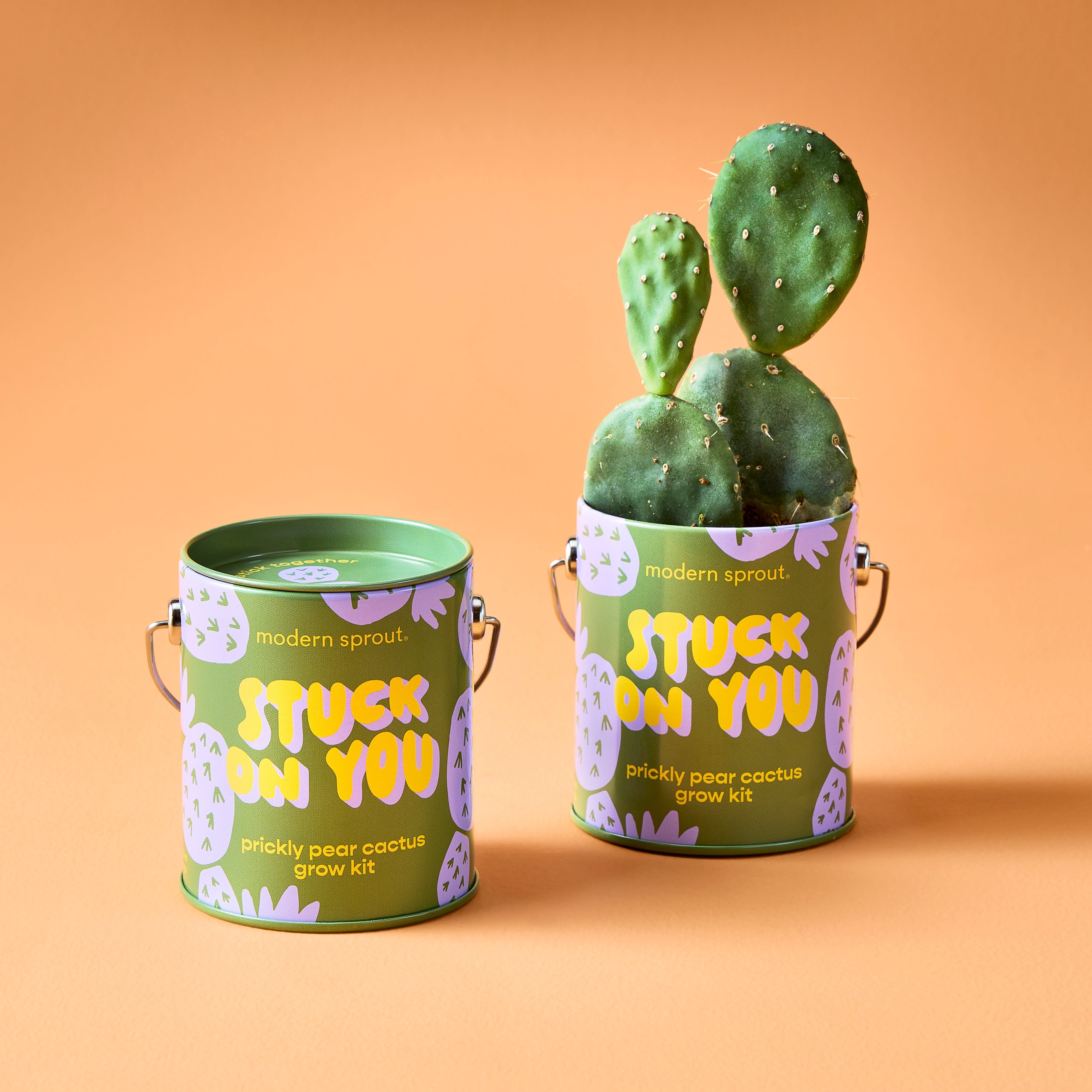 Modern Sprout Complimentary Colors Grow Kits
