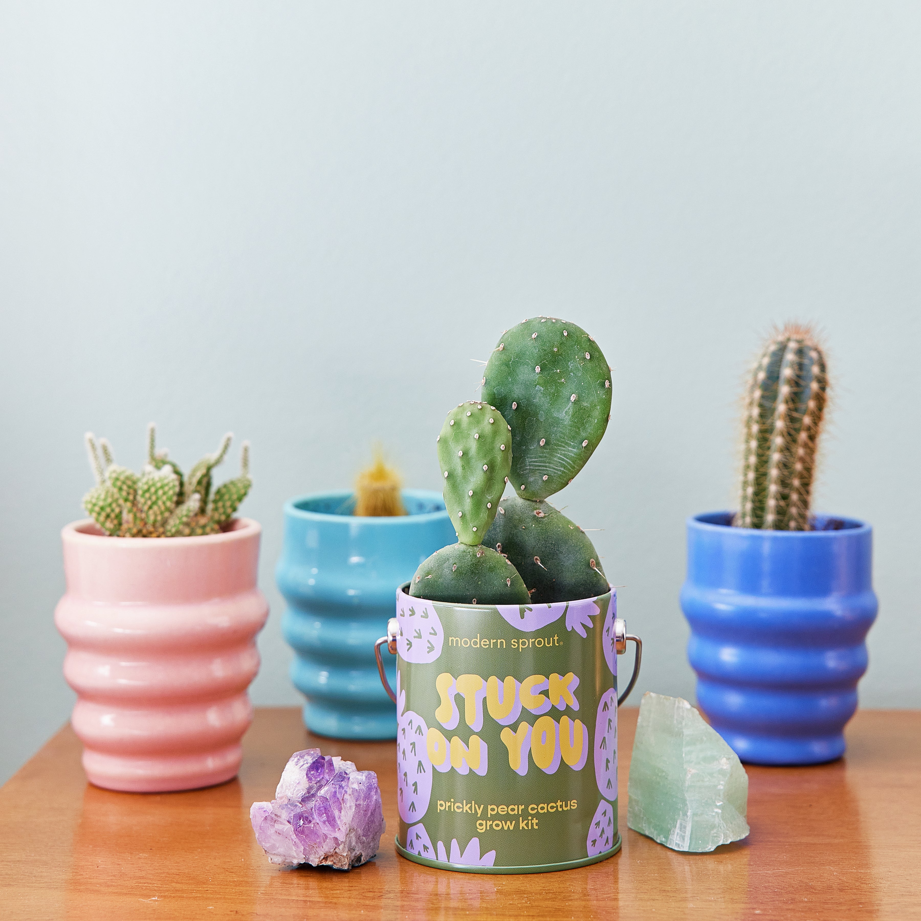 Modern Sprout Complimentary Colors Grow Kits