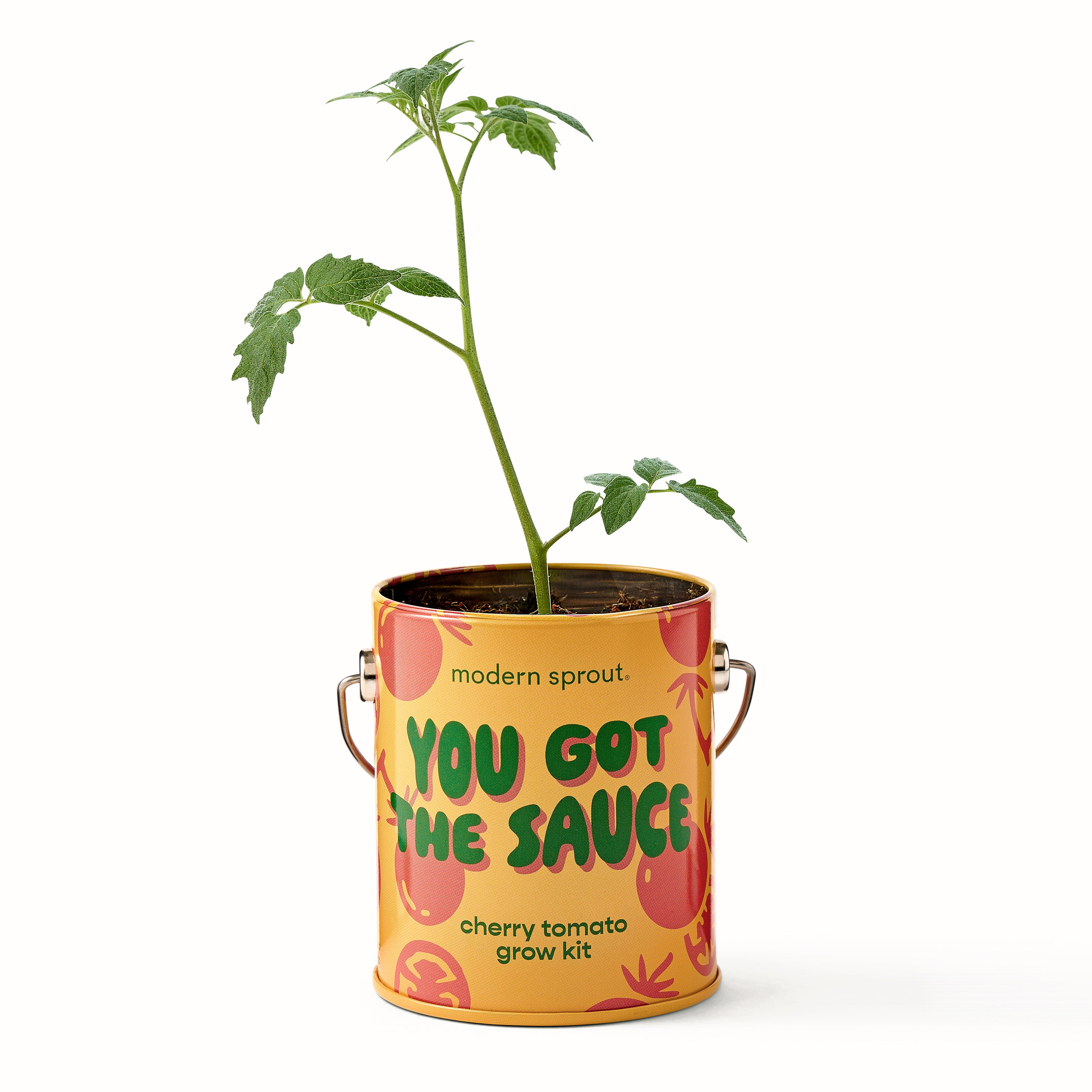 Modern Sprout Complimentary Colors Grow Kits | Heirloom Boulevard