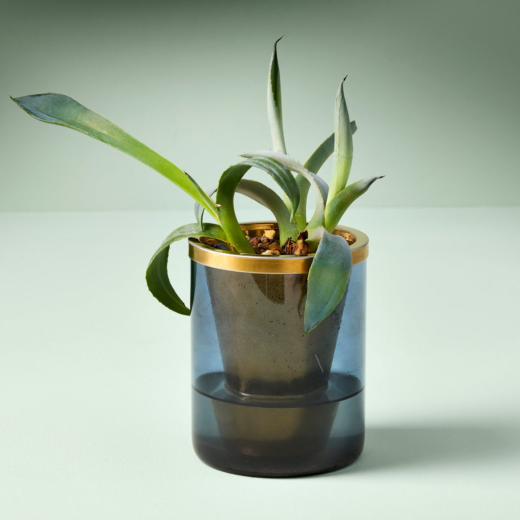 Modern Sprout Agave Grow Kit