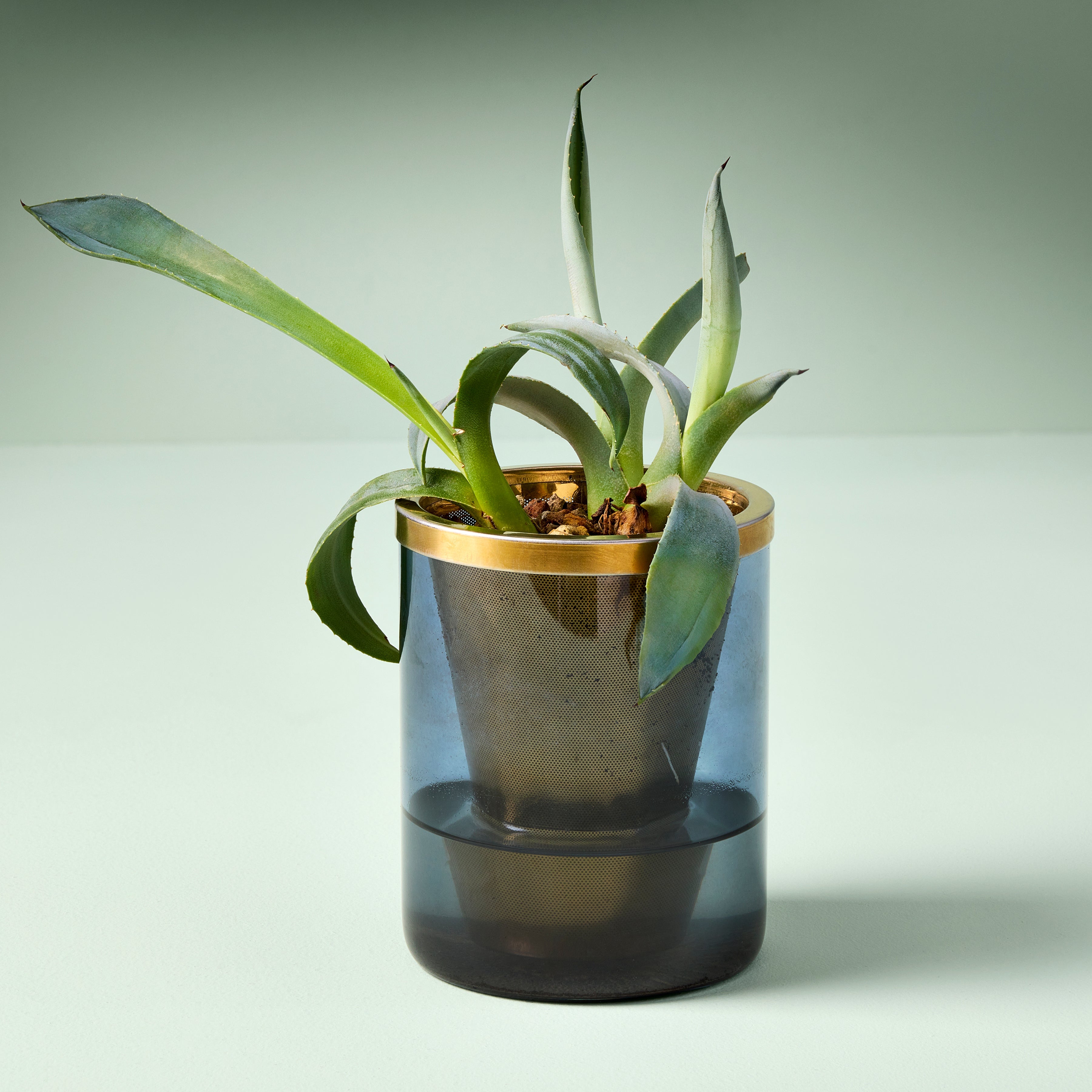 Modern Sprout Agave Grow Kit