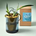 Modern Sprout Agave Grow Kit | Heirloom Boulevard