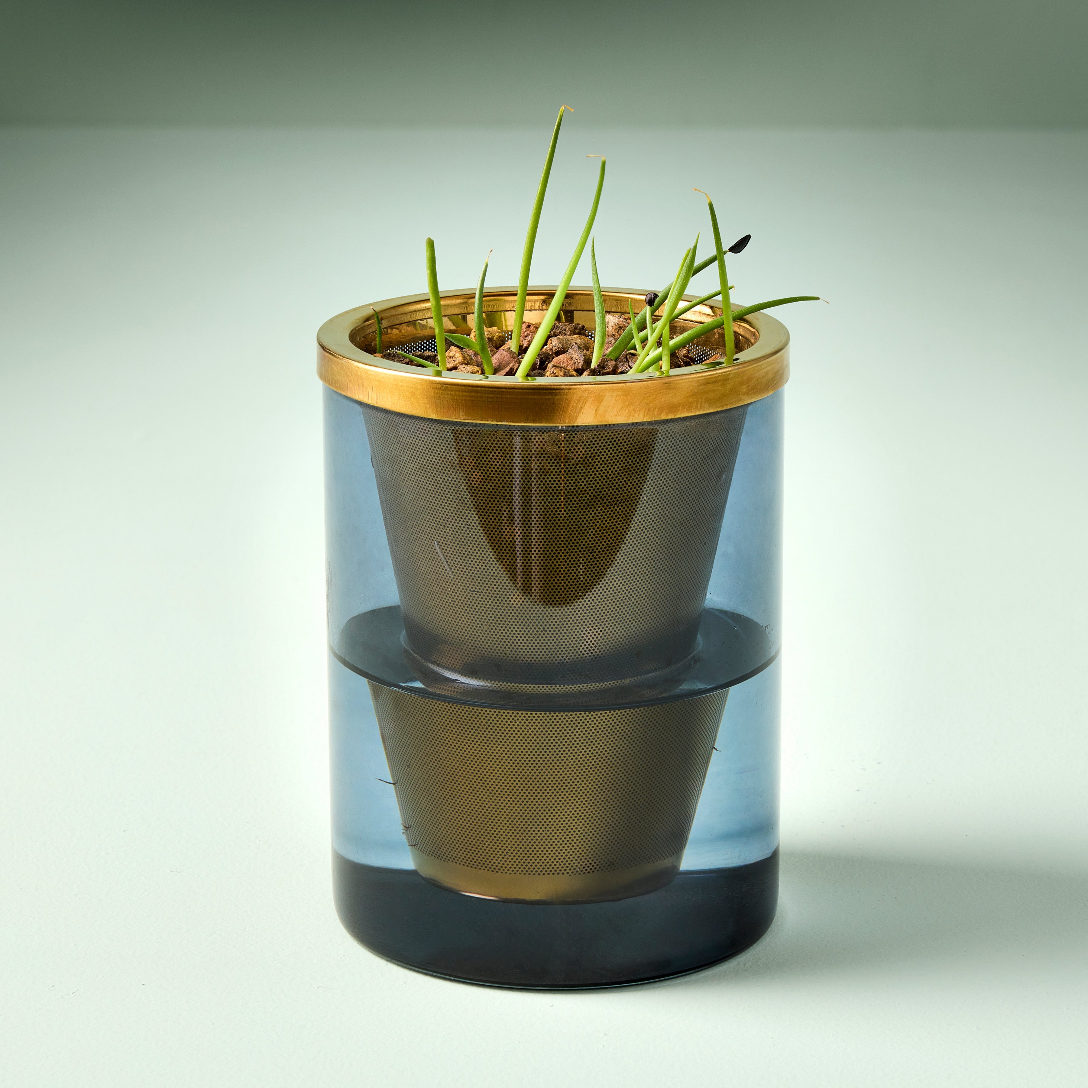Modern Sprout Agave Grow Kit