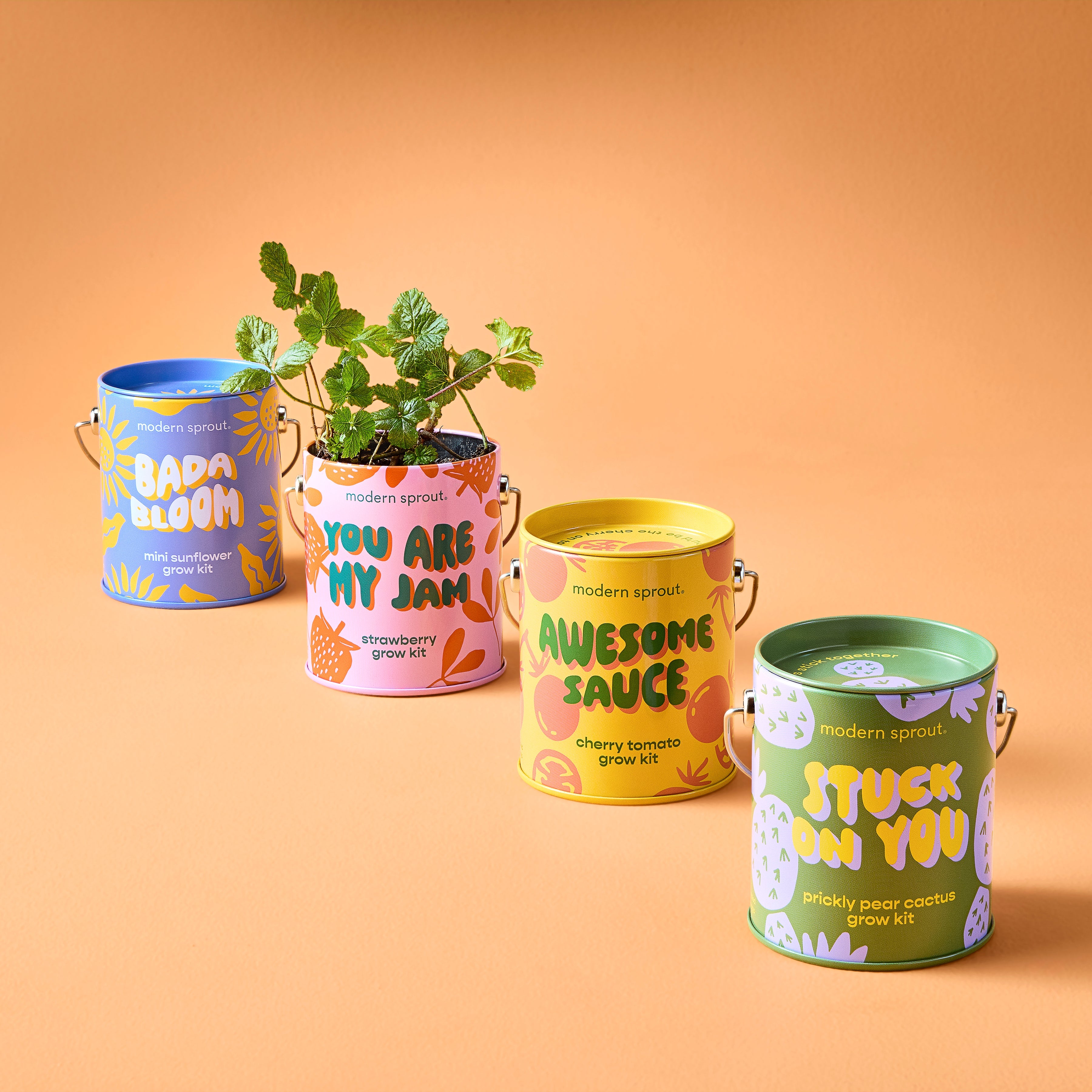 Modern Sprout Complimentary Colors Grow Kits