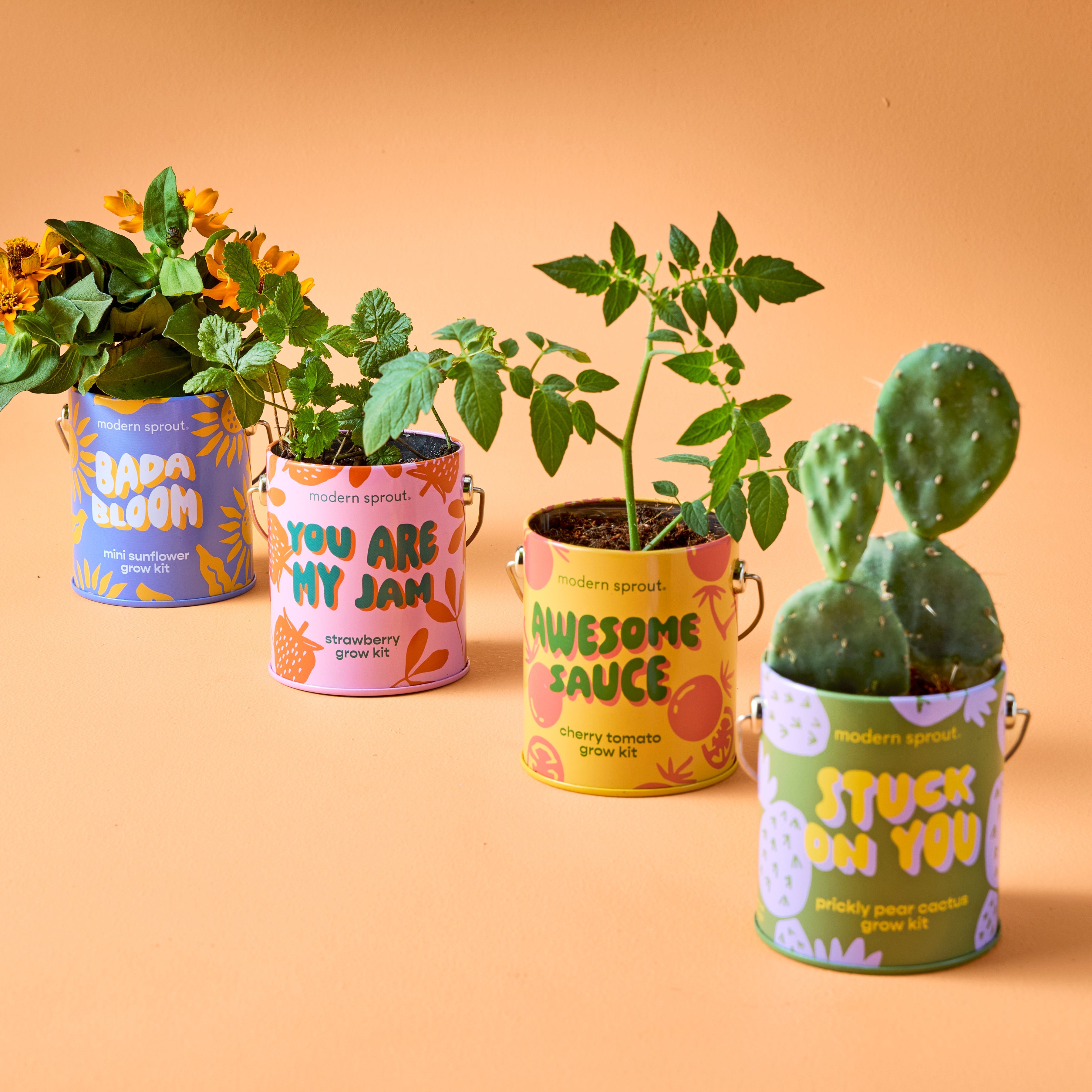 Modern Sprout Complimentary Colors Grow Kits