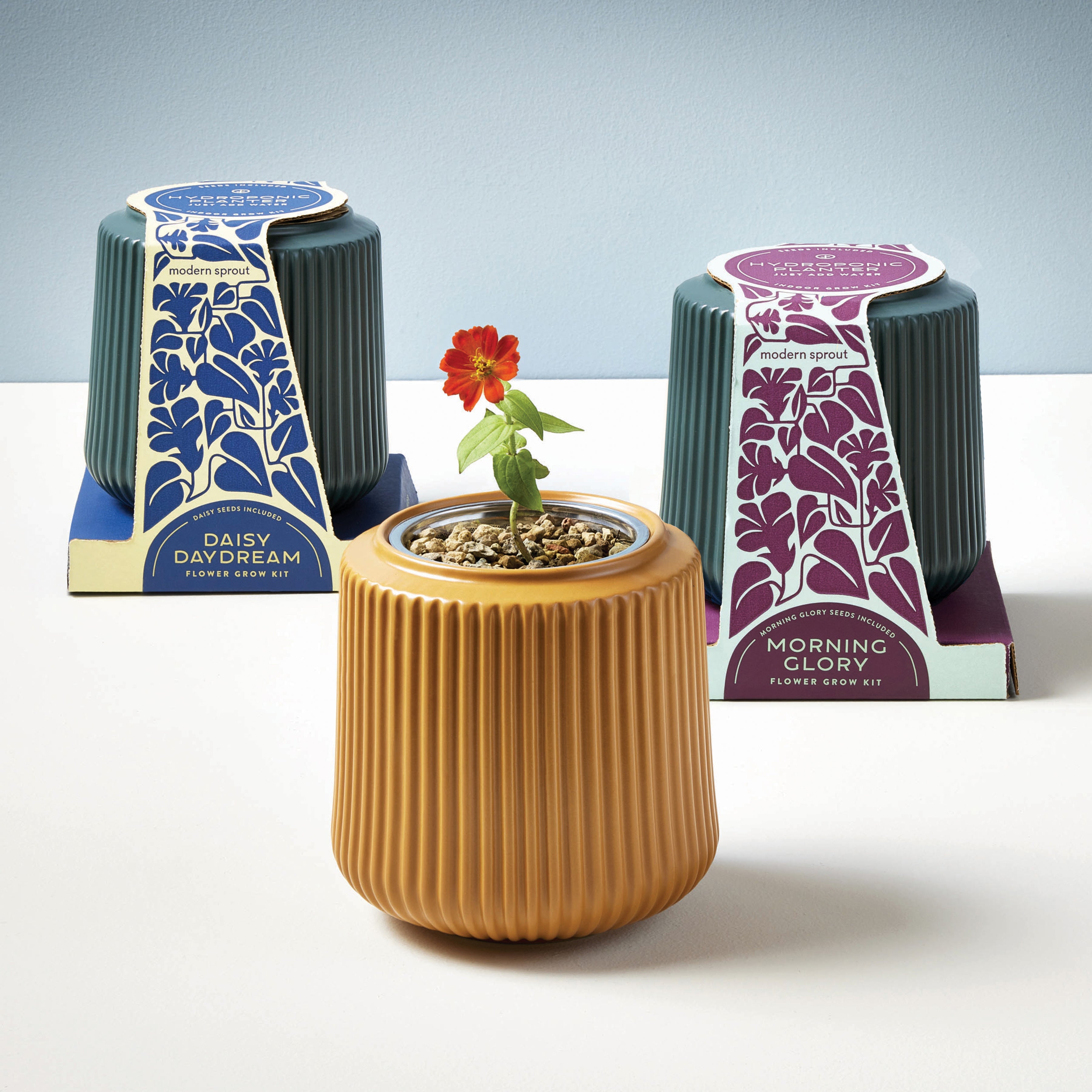 Modern Sprout Flower Grow Kits