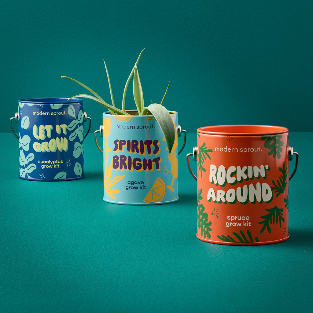 Modern Sprout Complimentary Colors Grow Kits Holiday Mixed 3pk | Heirloom Boulevard