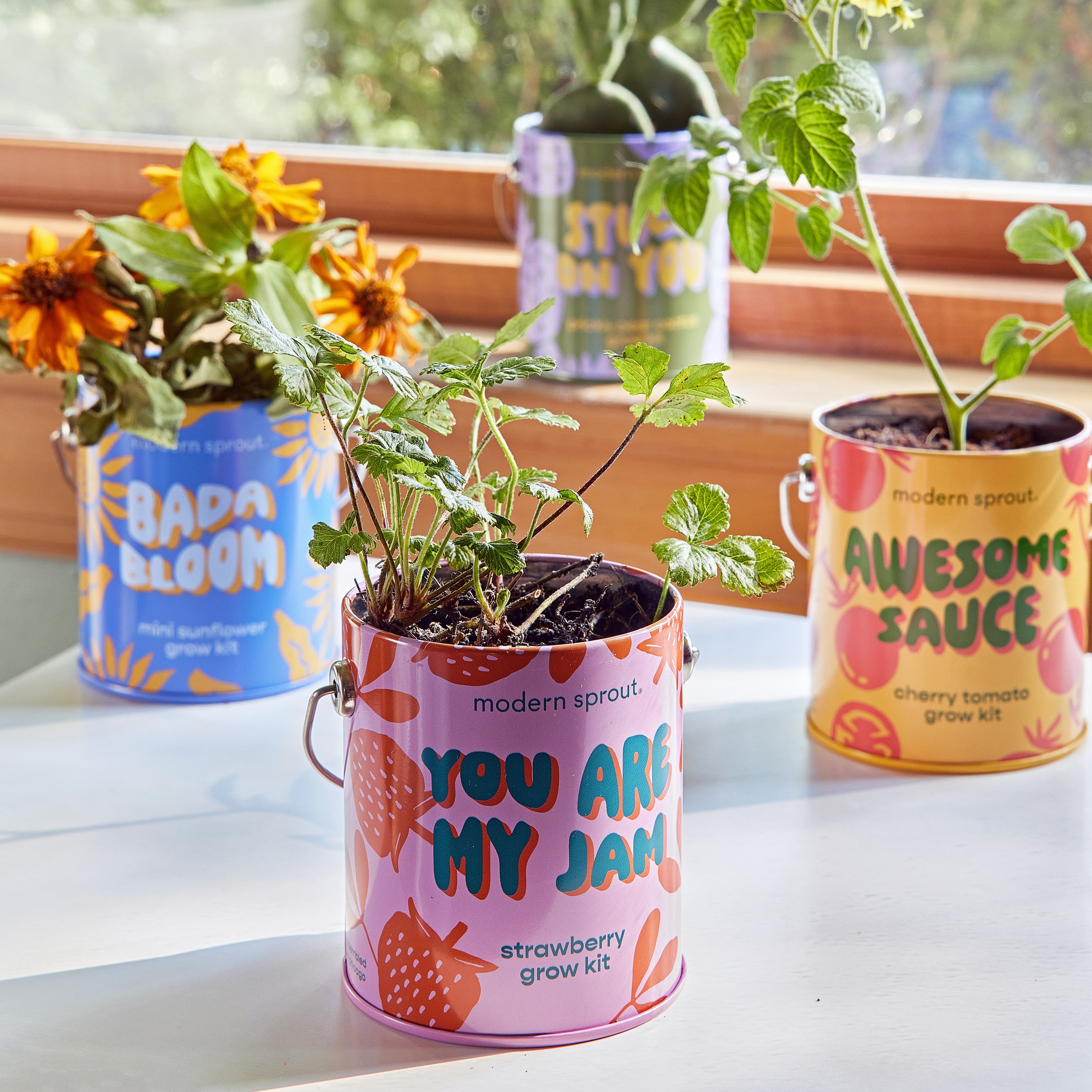 Modern Sprout Complimentary Colors Grow Kits