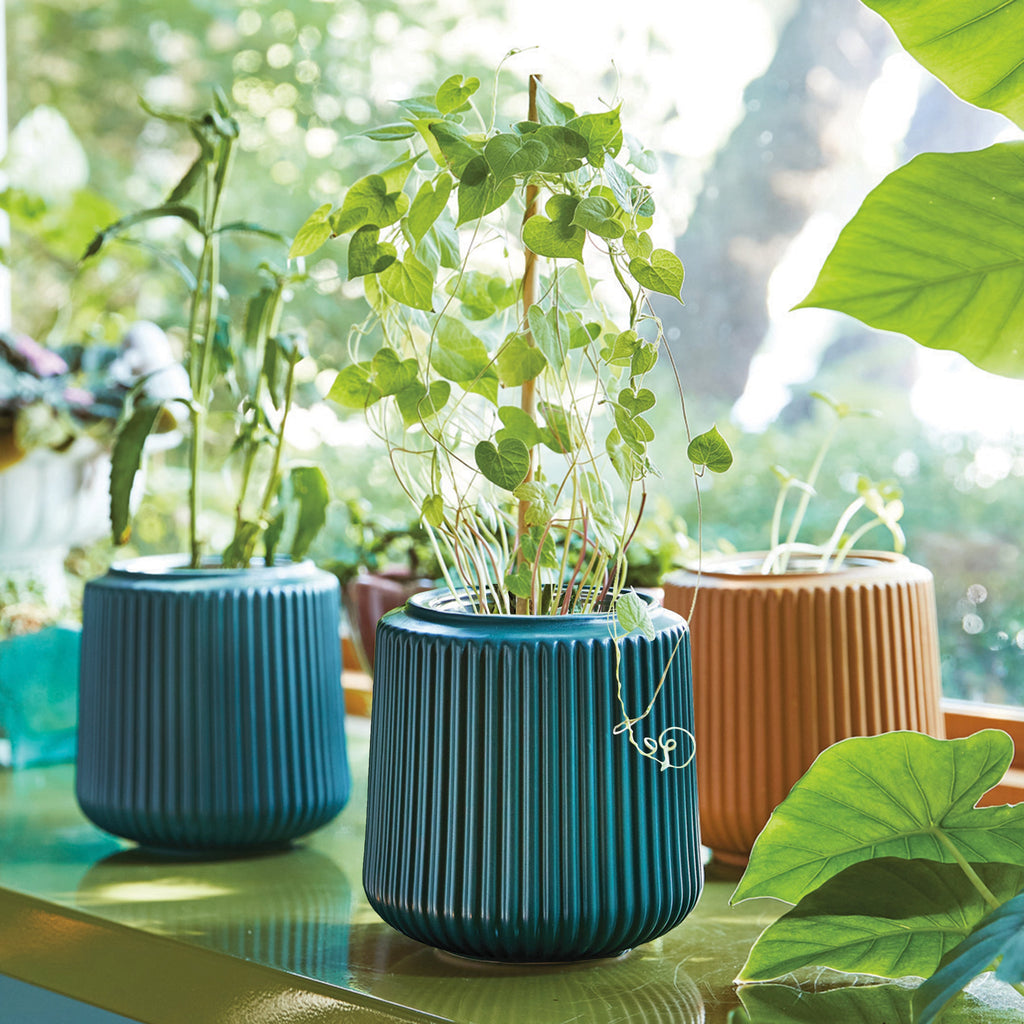 Modern Sprout Flower Grow Kits