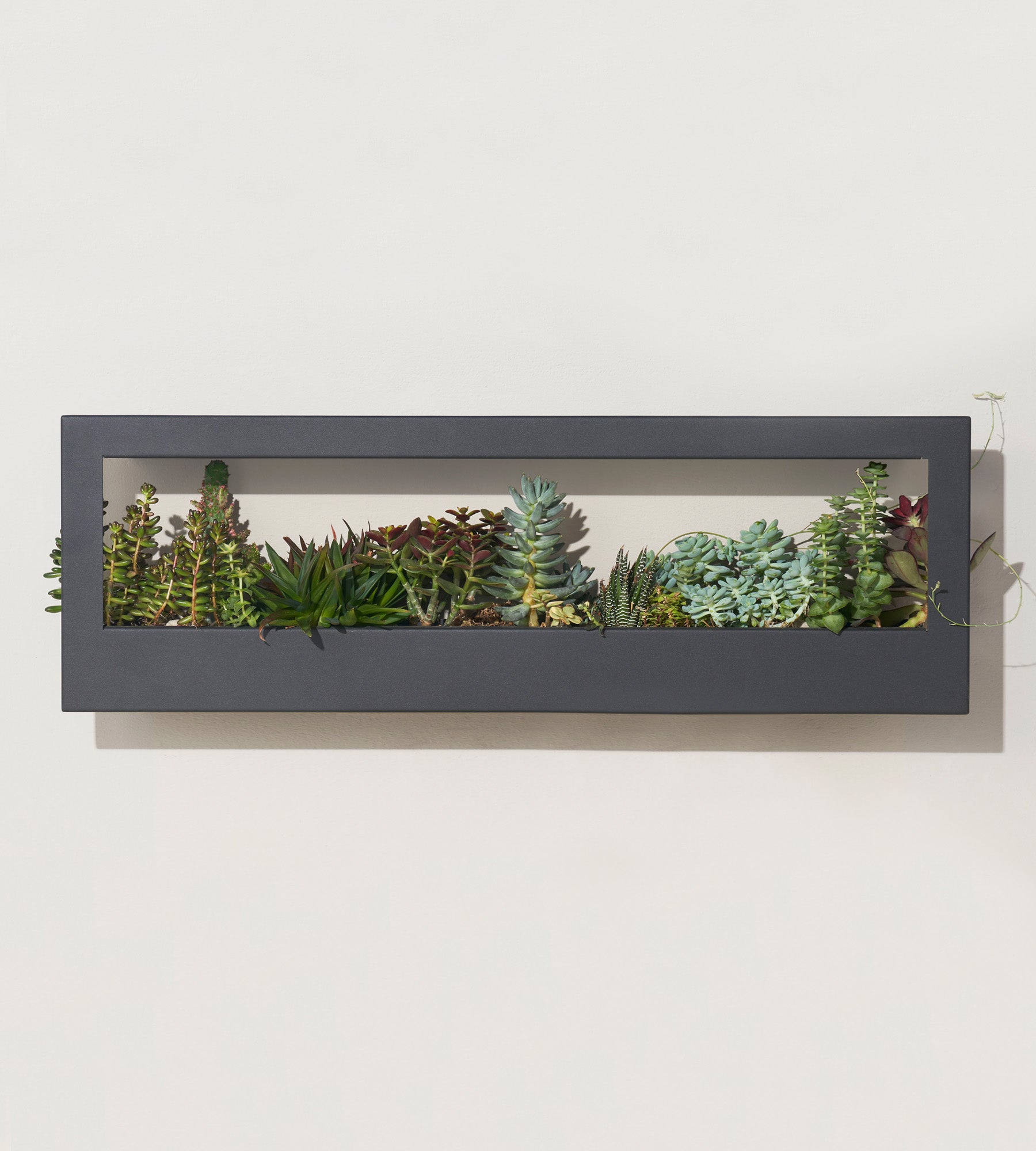 Modern Sprout Smart Landscape Growframe
