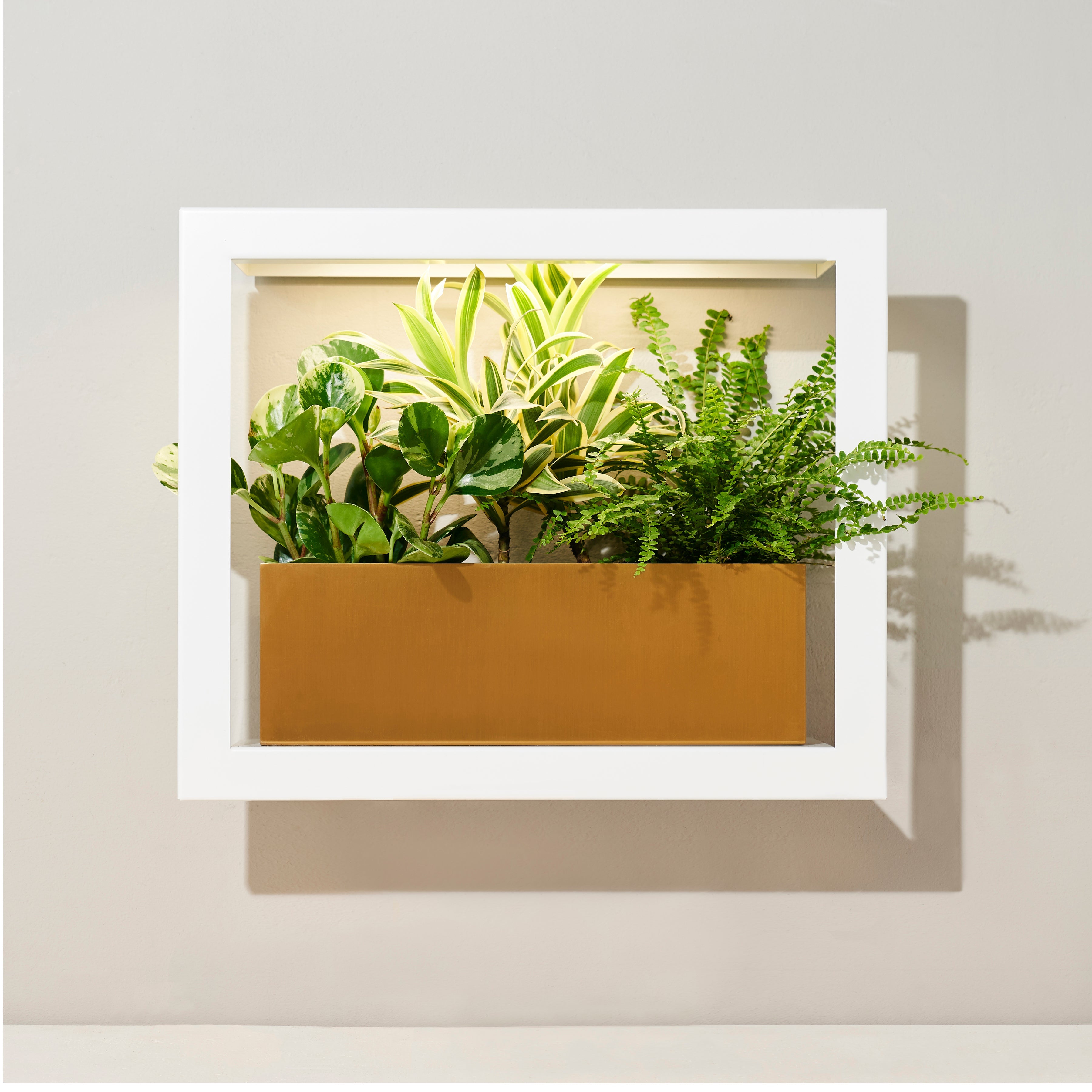 Modern Sprout Smart Standard Growframe | Heirloom Boulevard