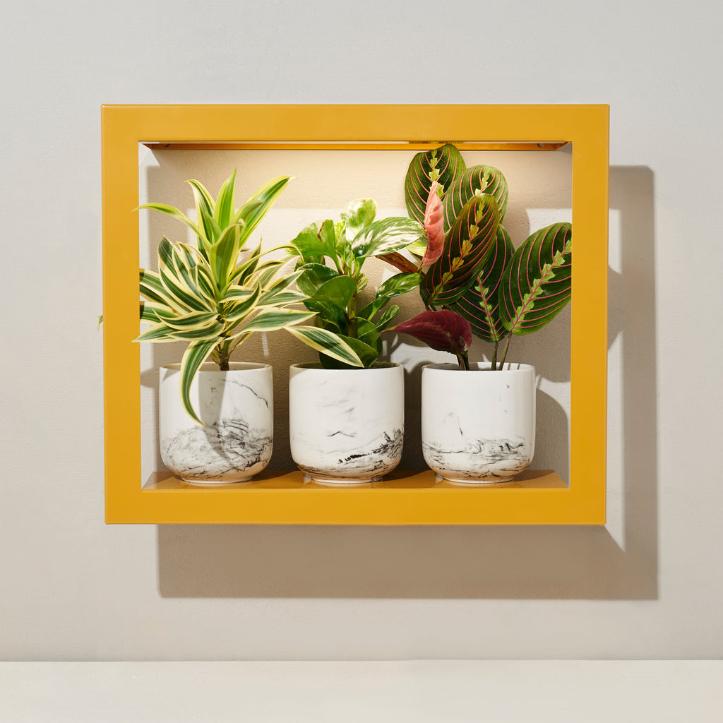 Modern Sprout Smart Standard Growframe | Heirloom Boulevard