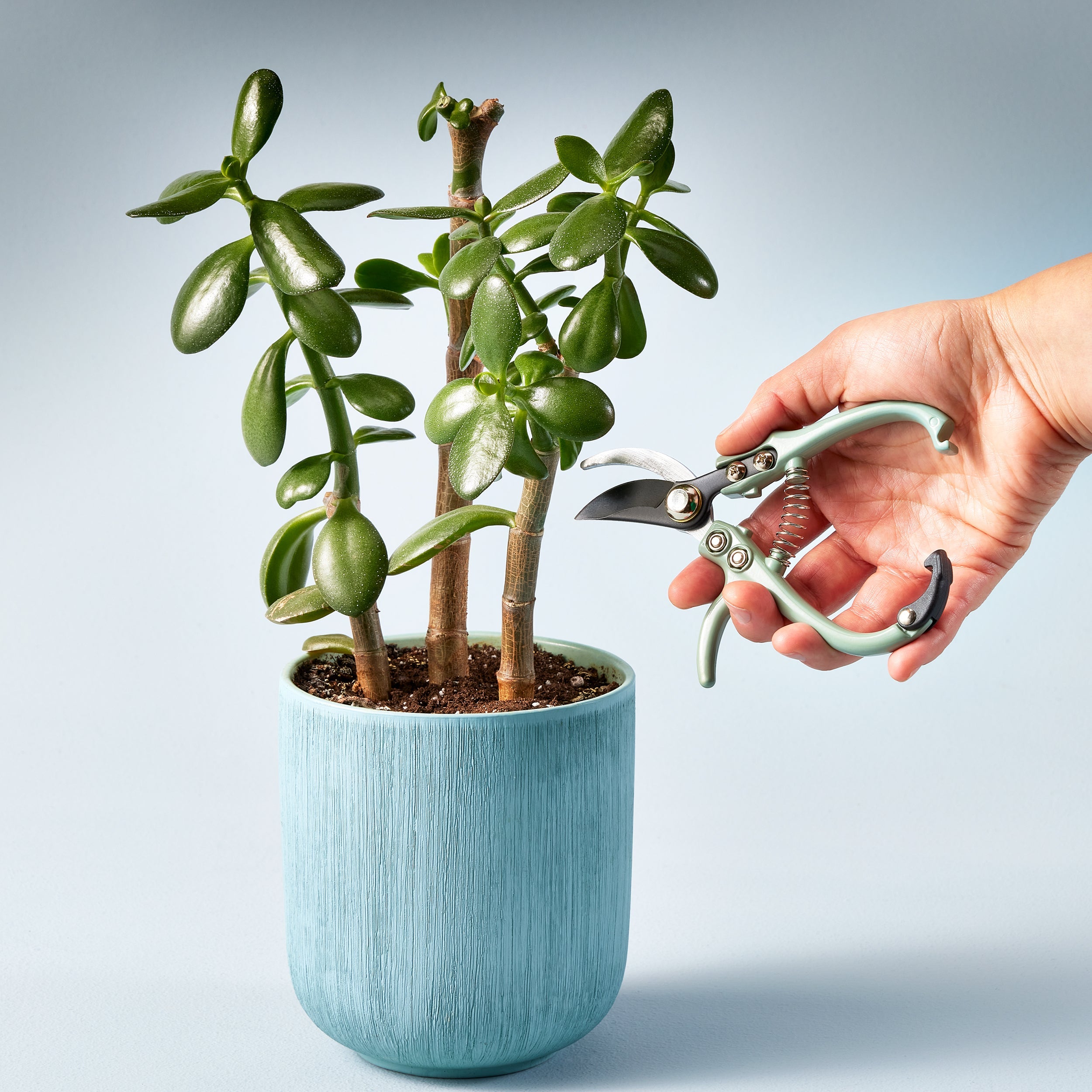 Modern Sprout Gardening Shears & Pruners | Heirloom Boulevard