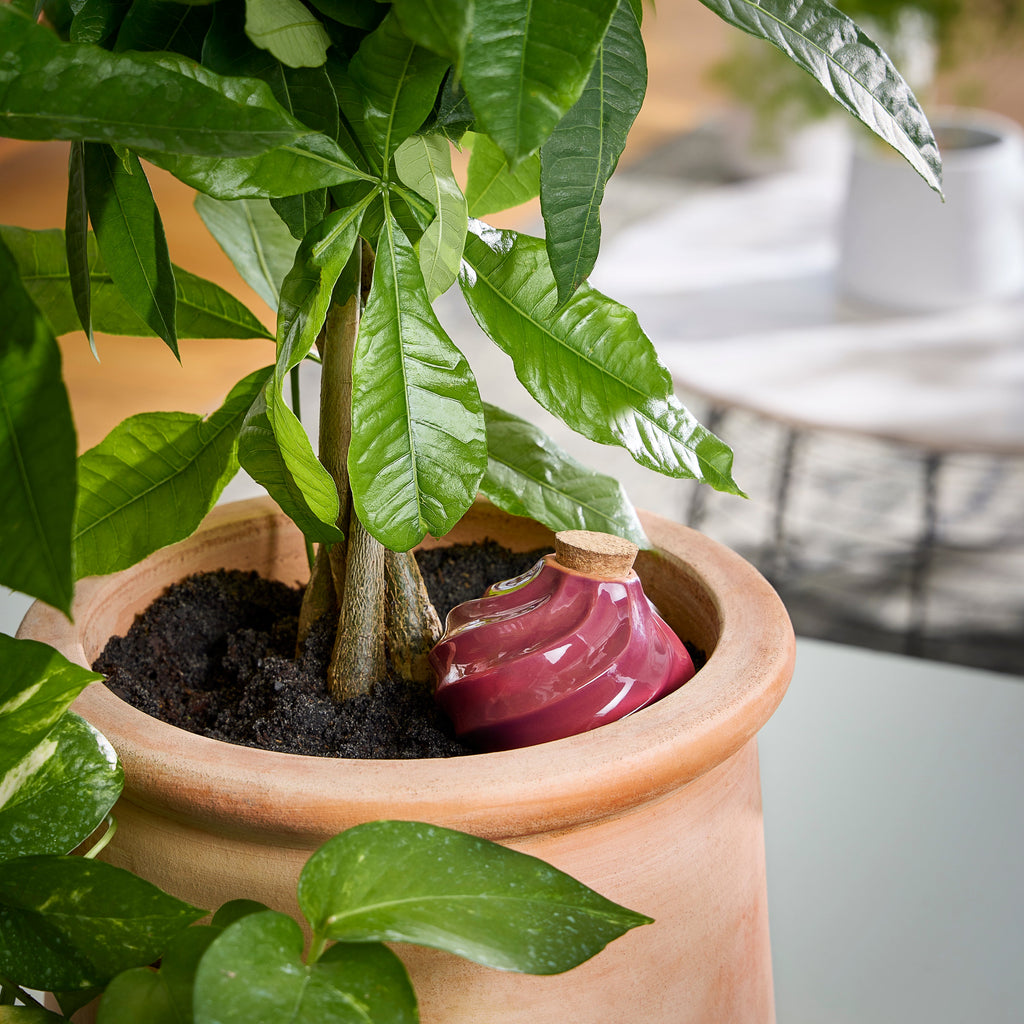 Modern Sprout Terracotta Watering Bulbs | Heirloom Boulevard