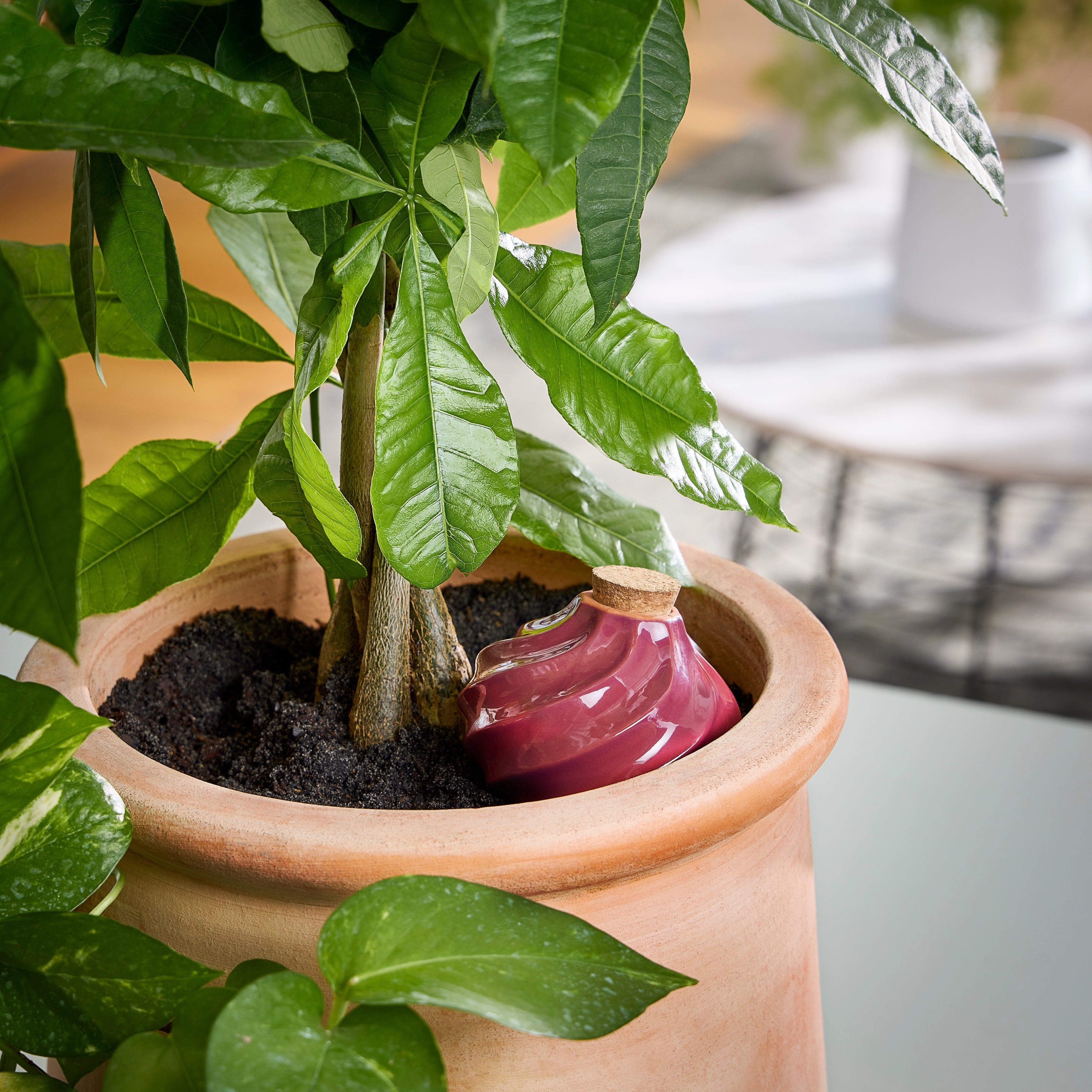 Modern Sprout Terracotta Watering Bulbs | Heirloom Boulevard