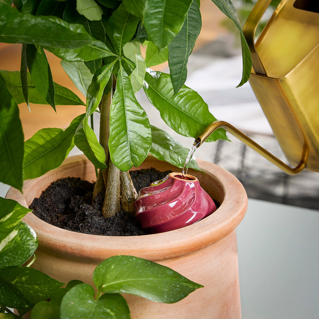 Modern Sprout Terracotta Watering Bulbs | Heirloom Boulevard