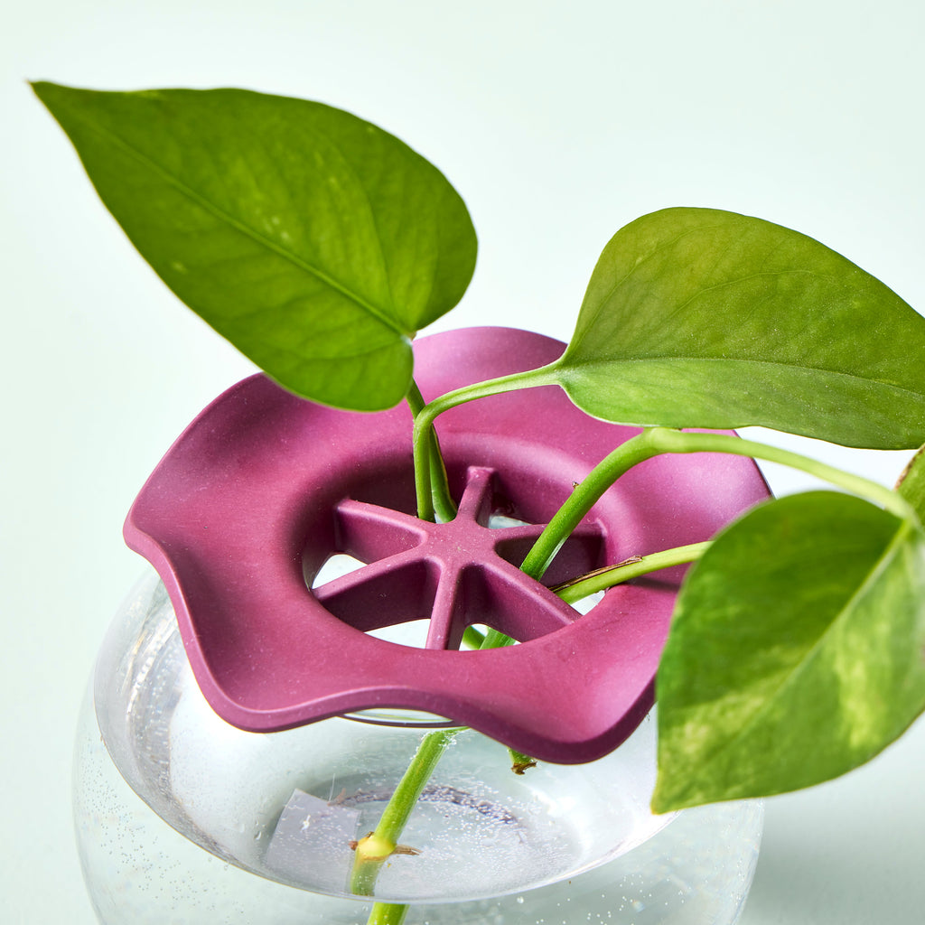 Modern Sprout Botanical Keepers