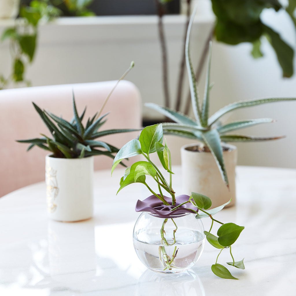 Modern Sprout Botanical Keepers