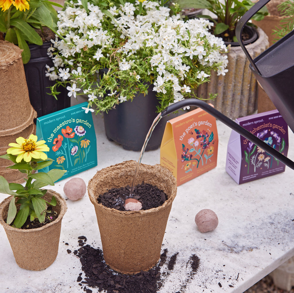Modern Sprout Bespoke Blooms Seed Balls | Heirloom Boulevard