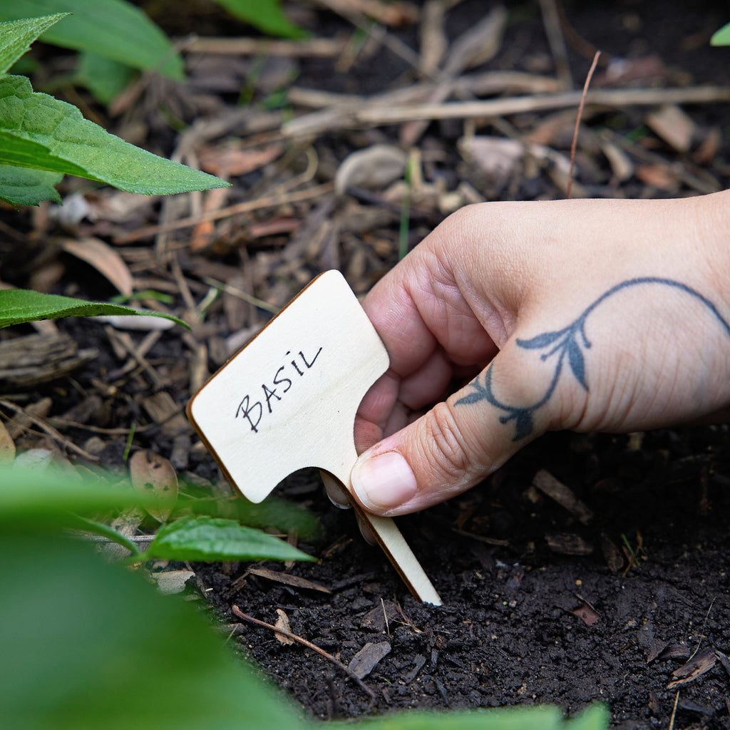 Modern Sprout Seed Library | Heirloom Boulevard