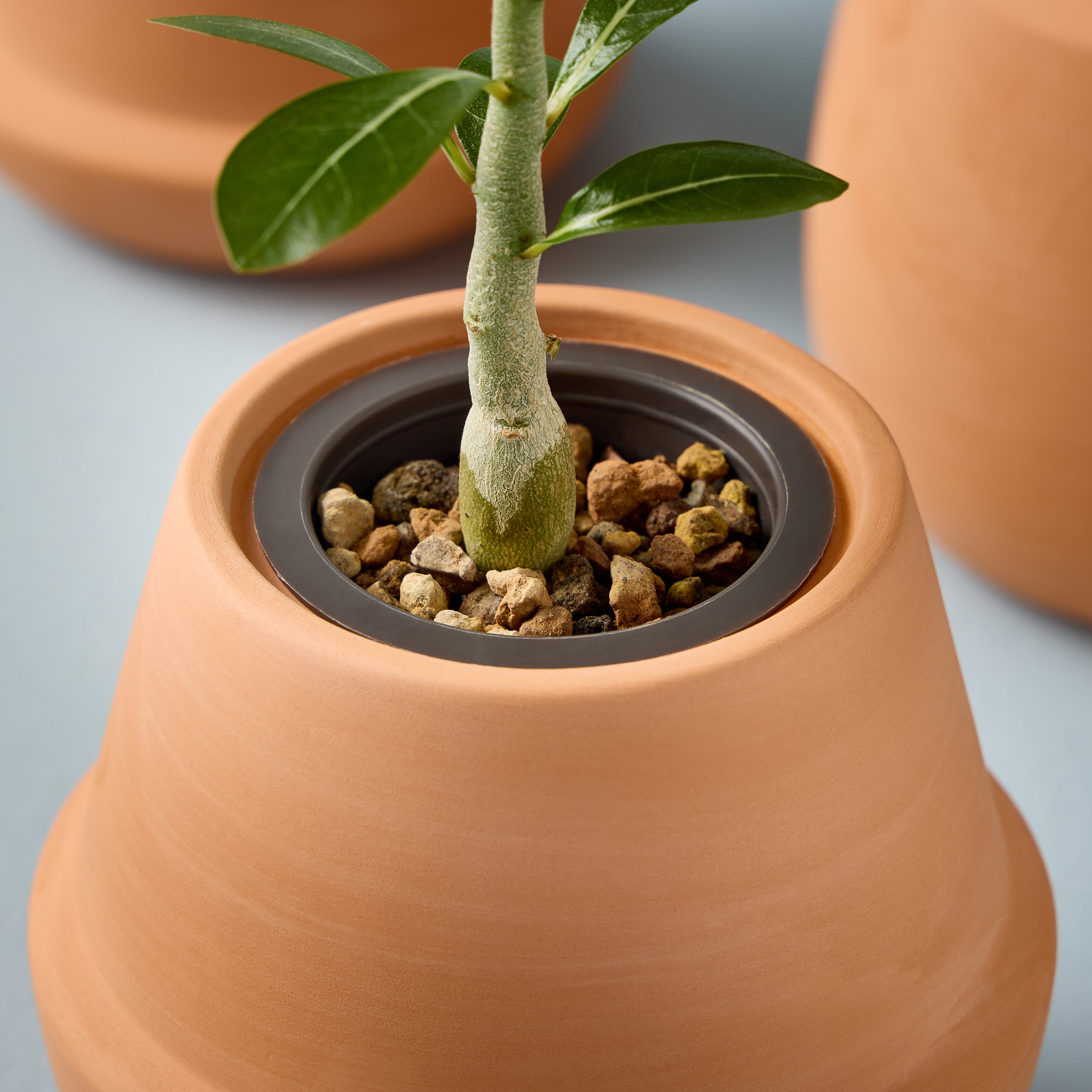 Modern Sprout Modern Terracotta Grow Kits | Heirloom Boulevard