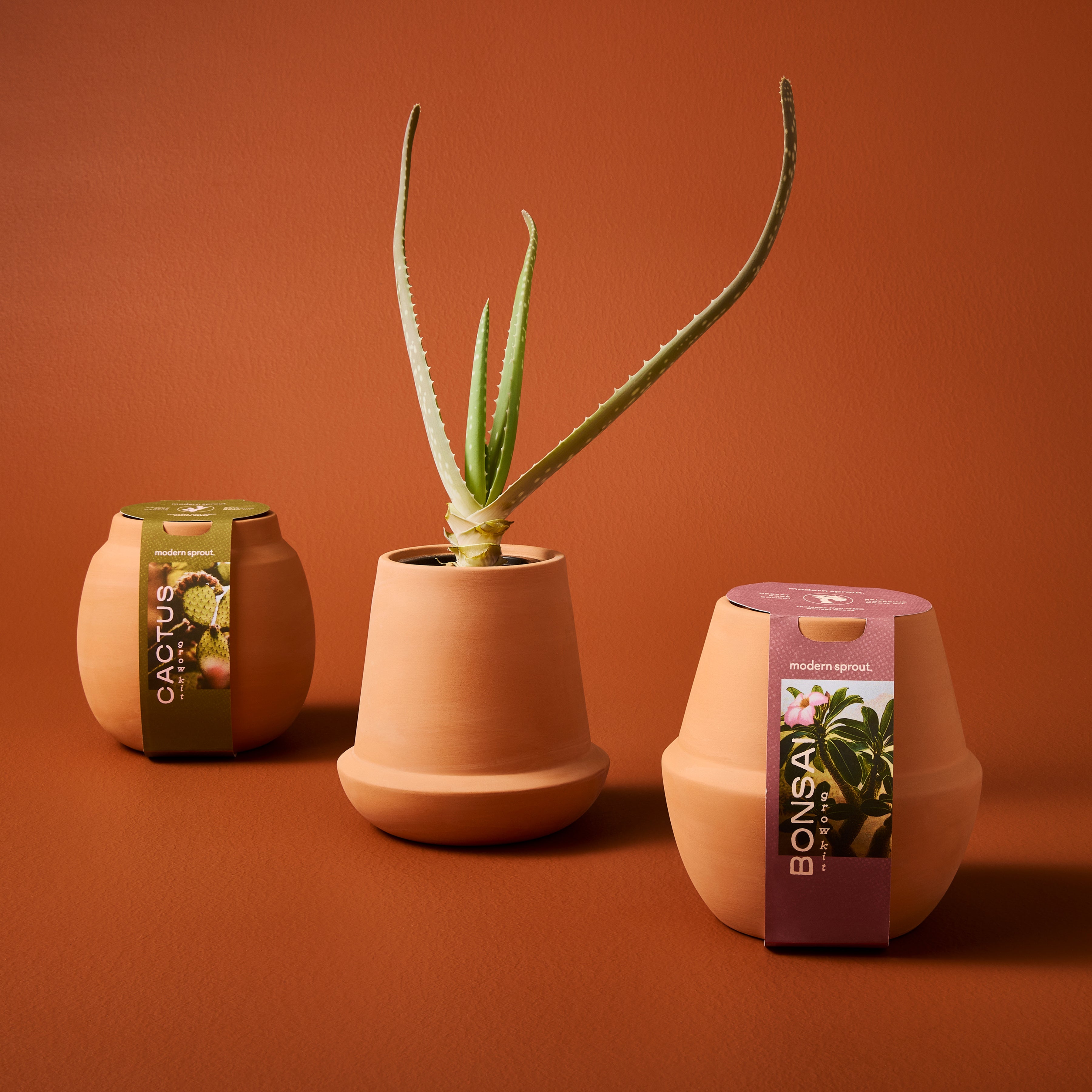 Modern Sprout Modern Terracotta Grow Kits Aloe+Bonsai+Cactus 3pk | Heirloom Boulevard