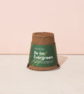 Modern Sprout One-For-One Tree Kits Loblolly Pine | Heirloom Boulevard
