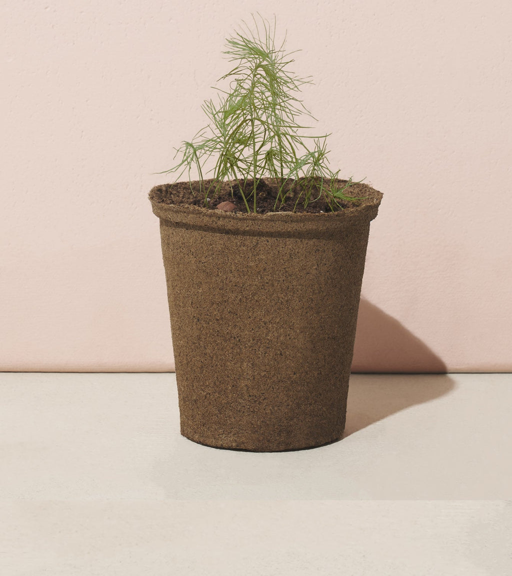 Modern Sprout One-For-One Tree Kits