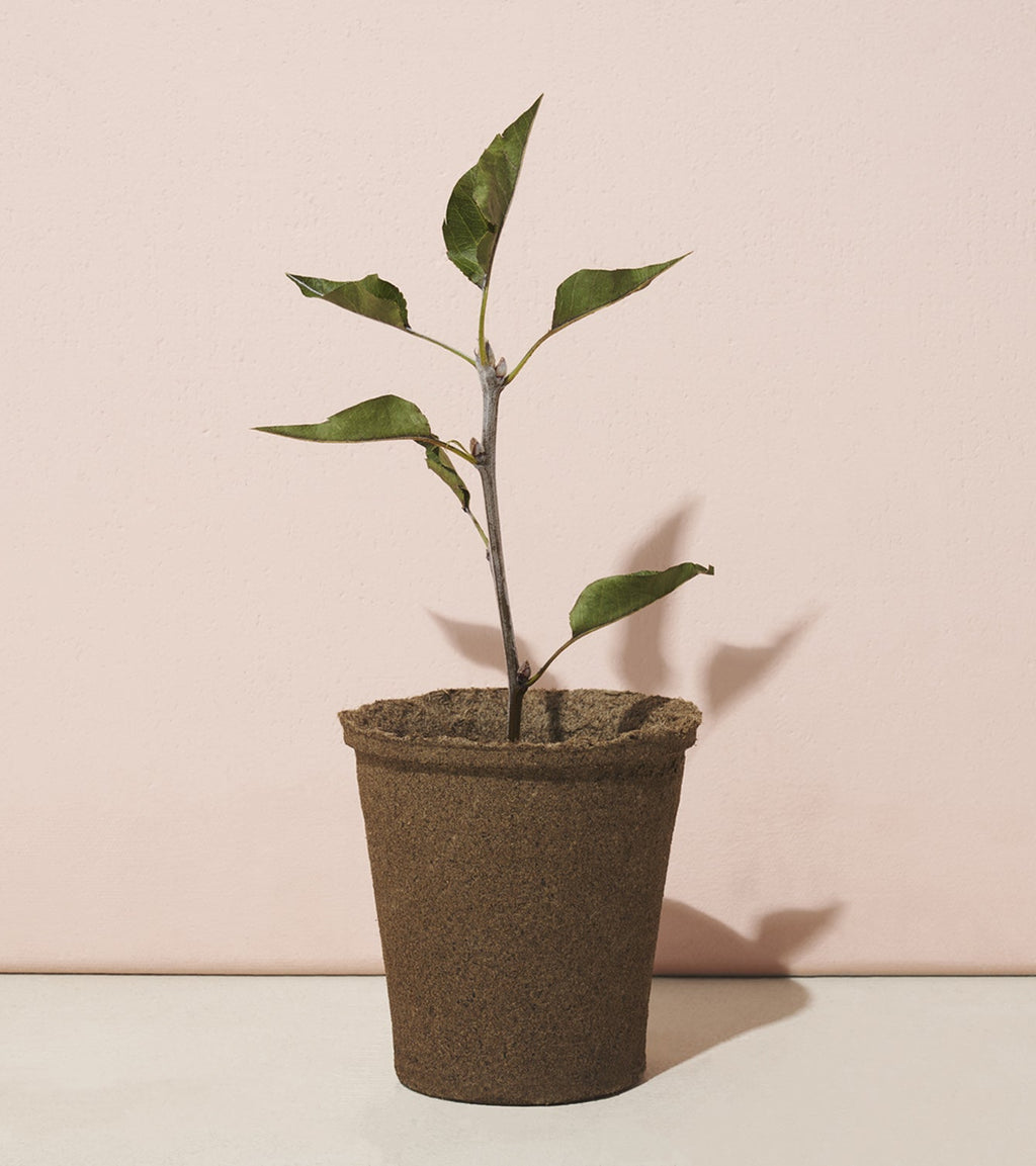 Modern Sprout One-For-One Tree Kits