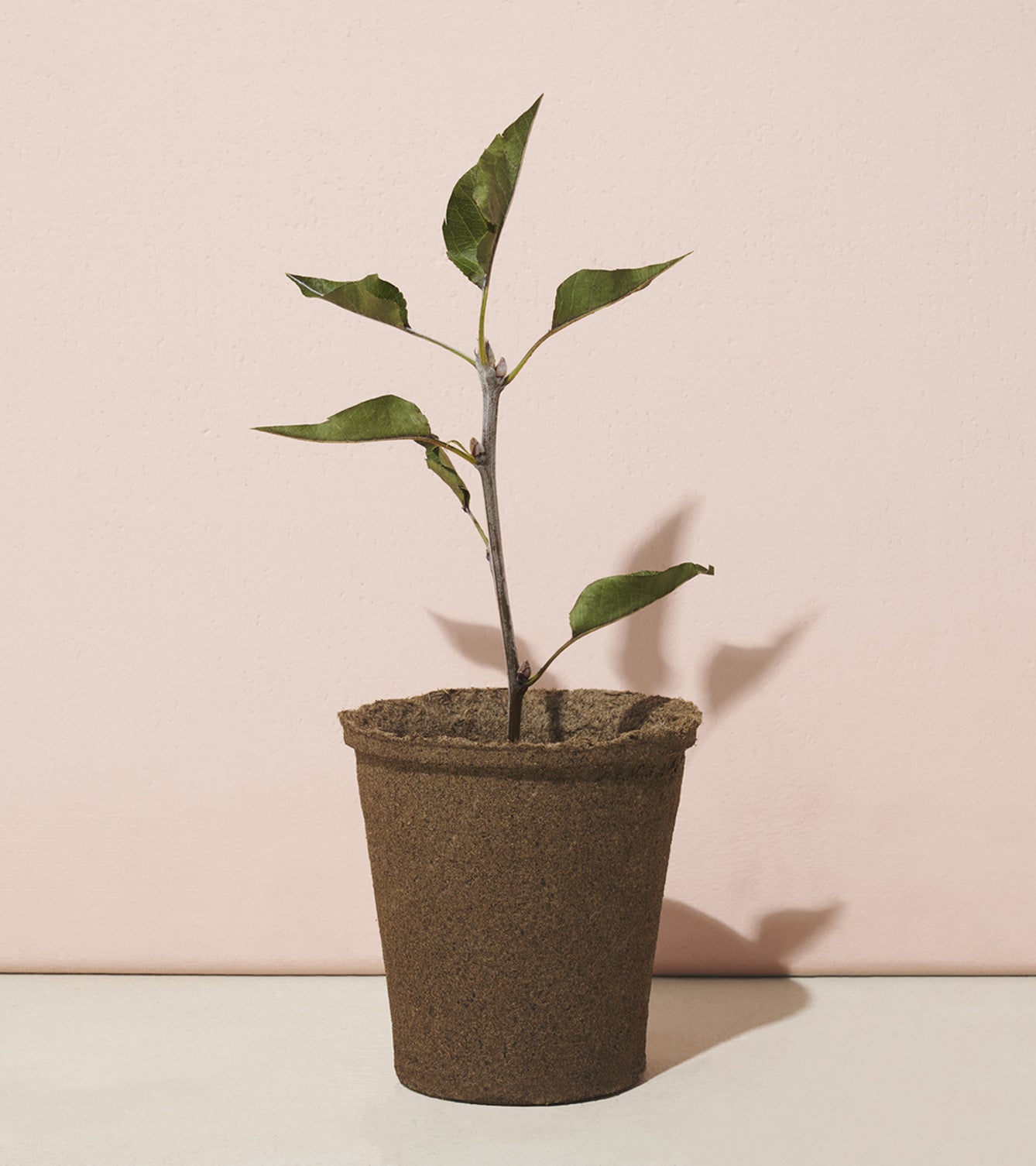 Modern Sprout One-For-One Tree Kits