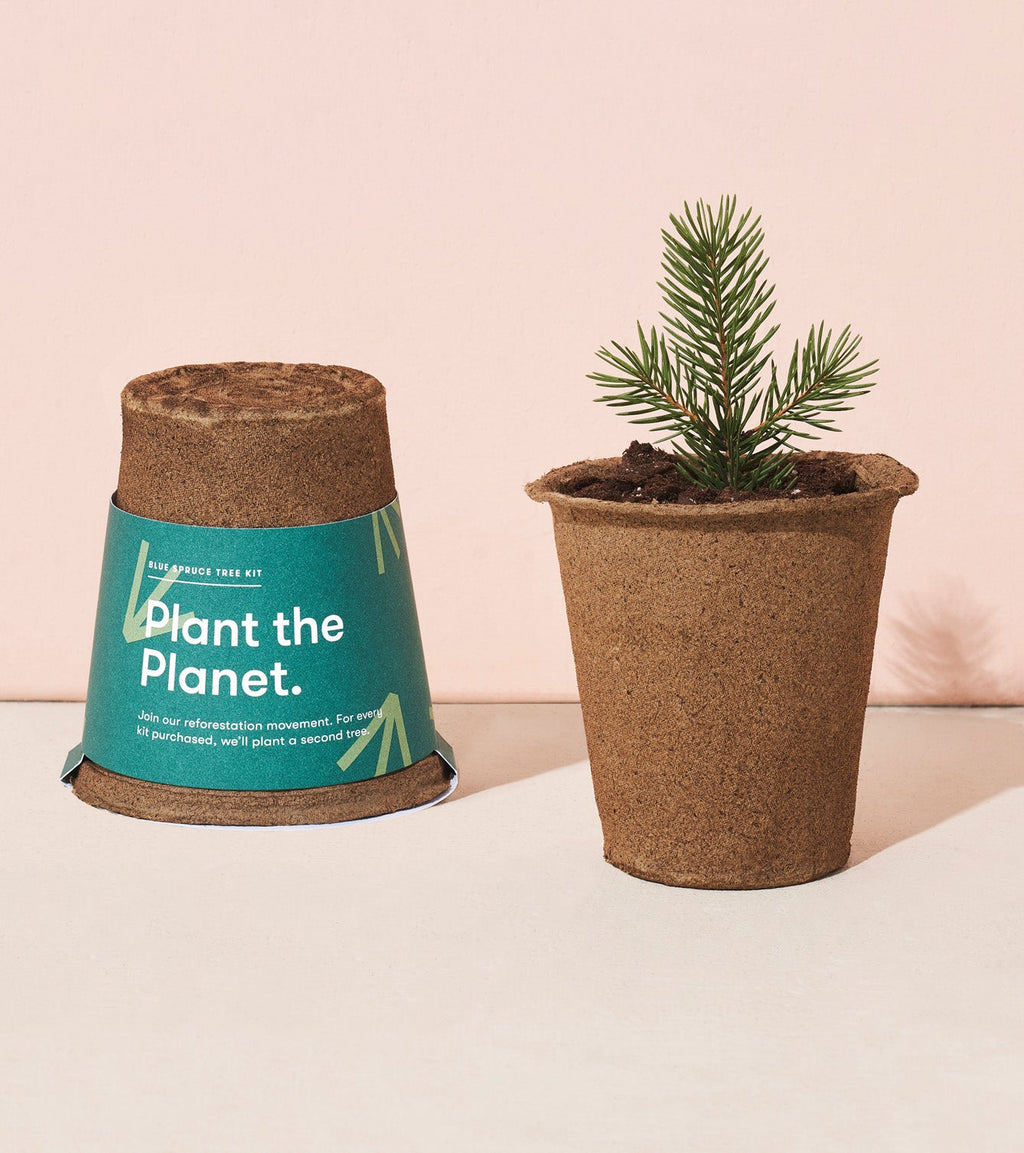 Modern Sprout One-For-One Tree Kits