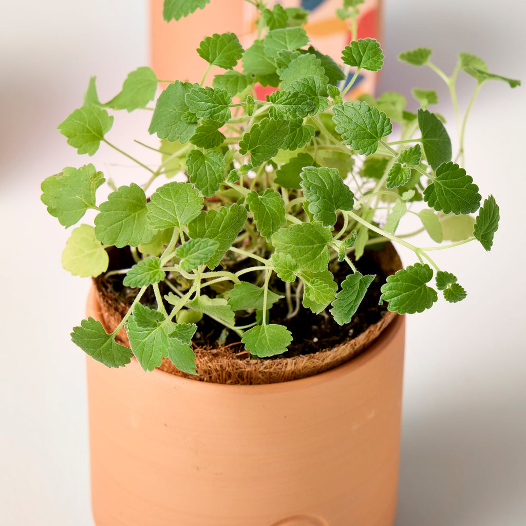 Modern Sprout Pet Tiny Terracotta Grow Kits