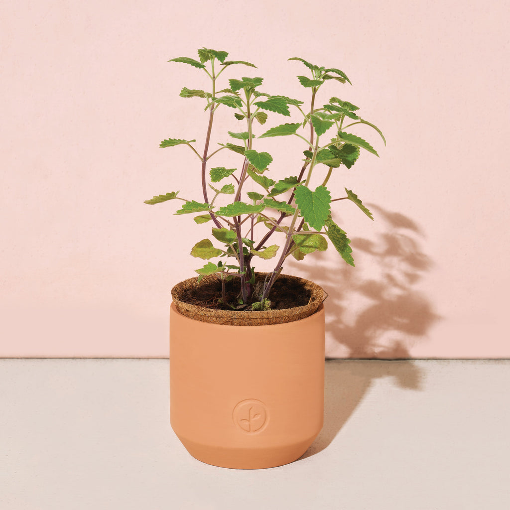 Modern Sprout Pet Tiny Terracotta Grow Kits