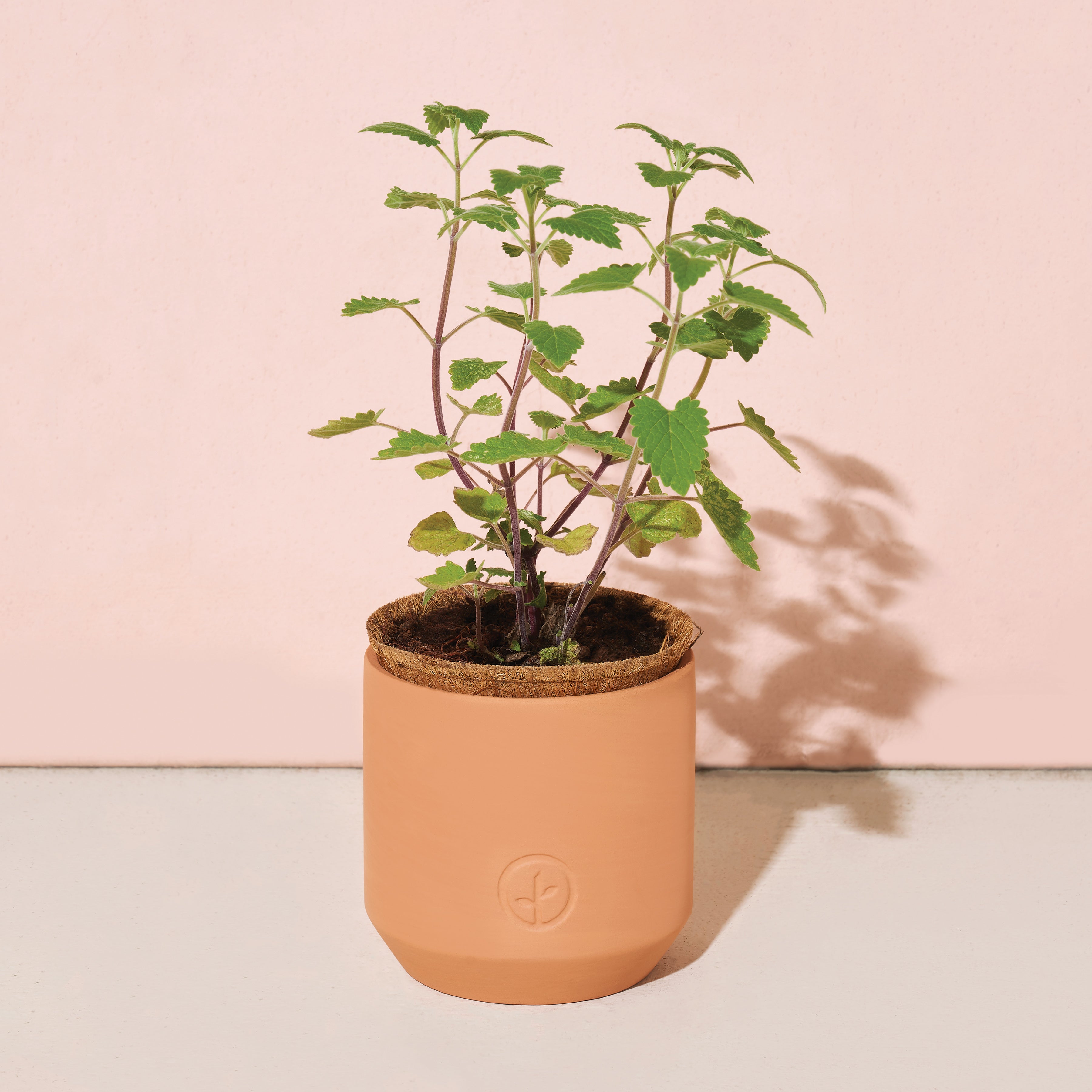 Modern Sprout Pet Tiny Terracotta Grow Kits