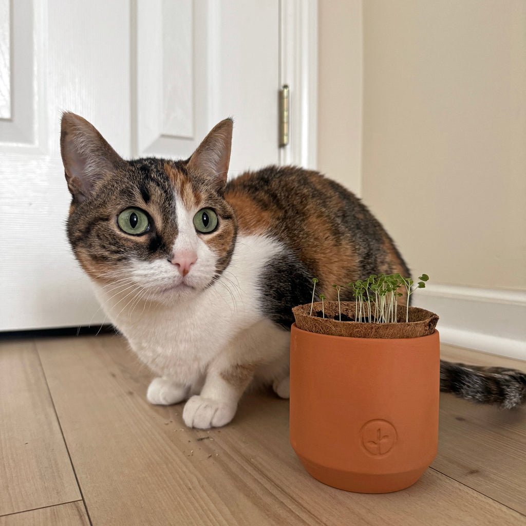 Modern Sprout Pet Tiny Terracotta Grow Kits