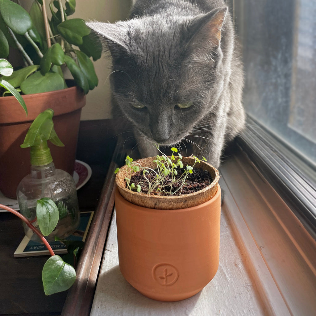 Modern Sprout Pet Tiny Terracotta Grow Kits