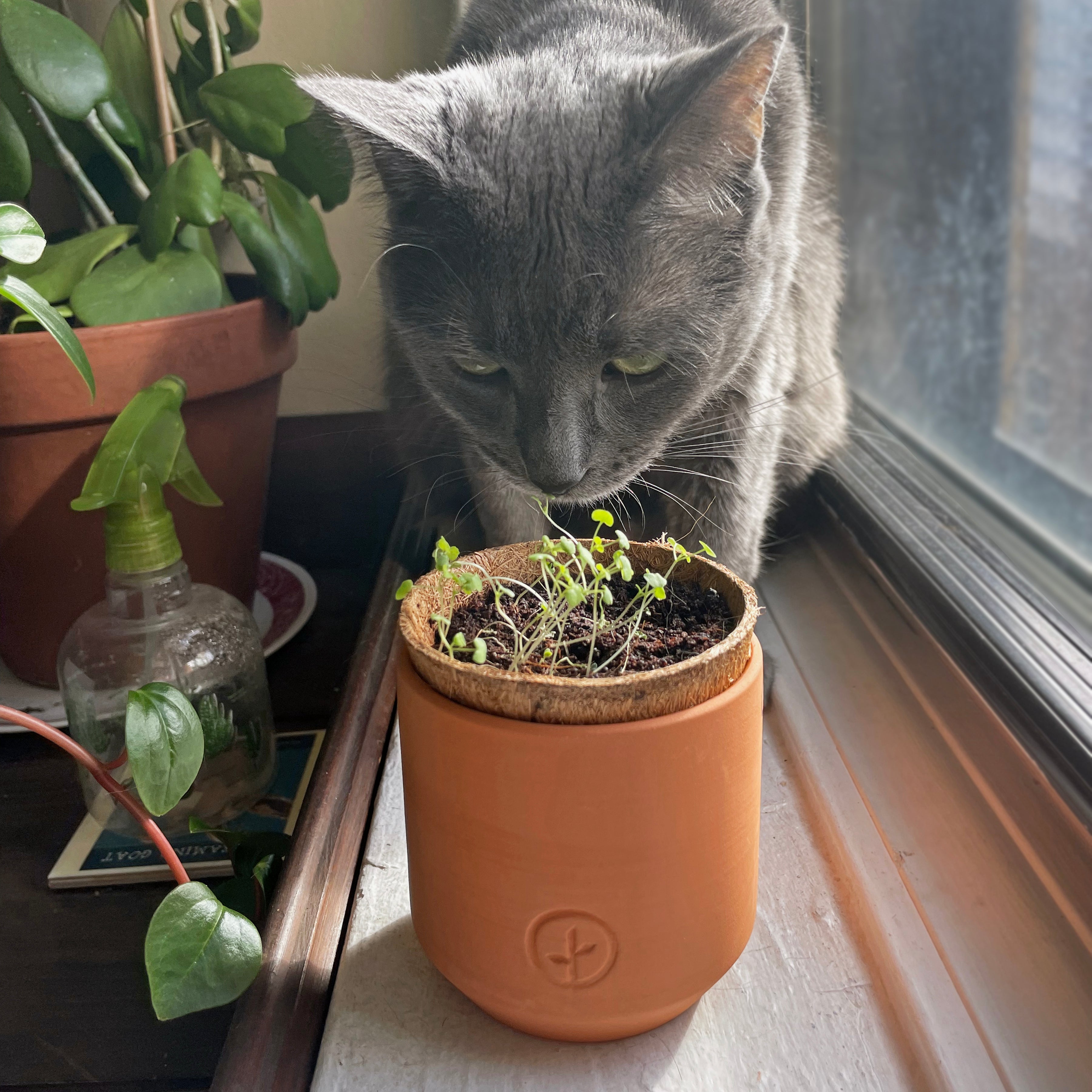 Modern Sprout Pet Tiny Terracotta Grow Kits