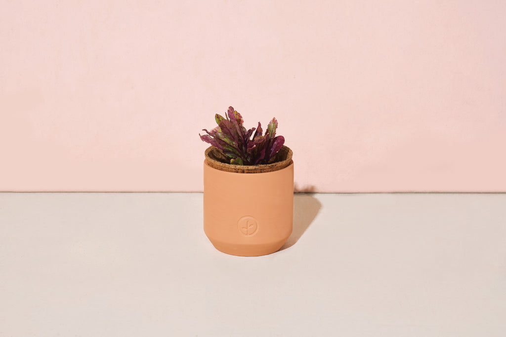 Modern Sprout Tiny Terracotta Holiday Kits
