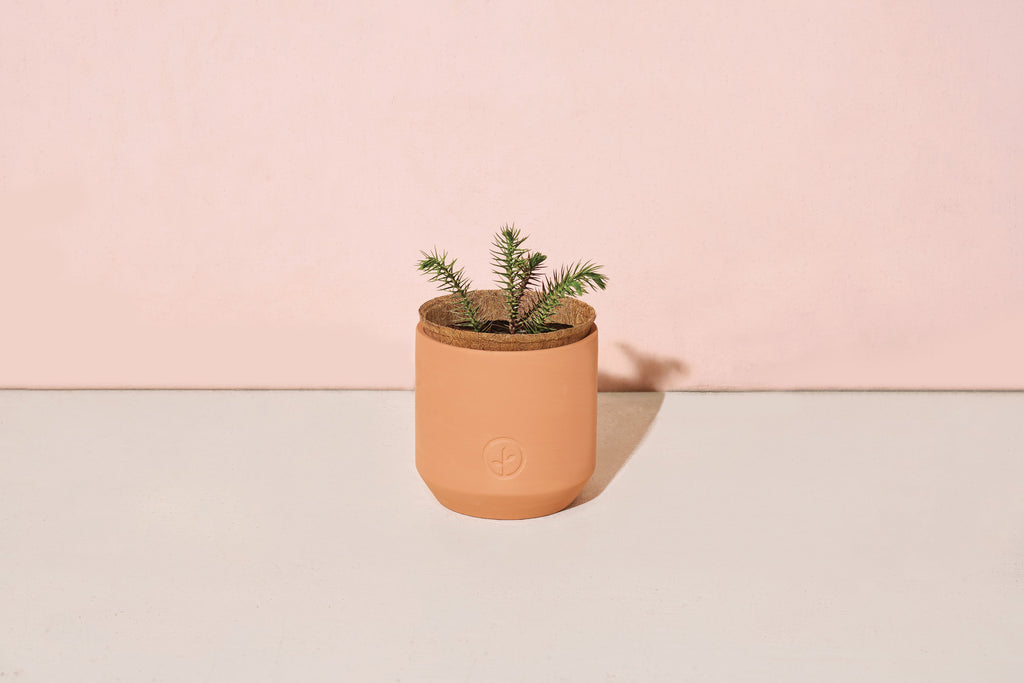 Modern Sprout Tiny Terracotta Holiday Kits