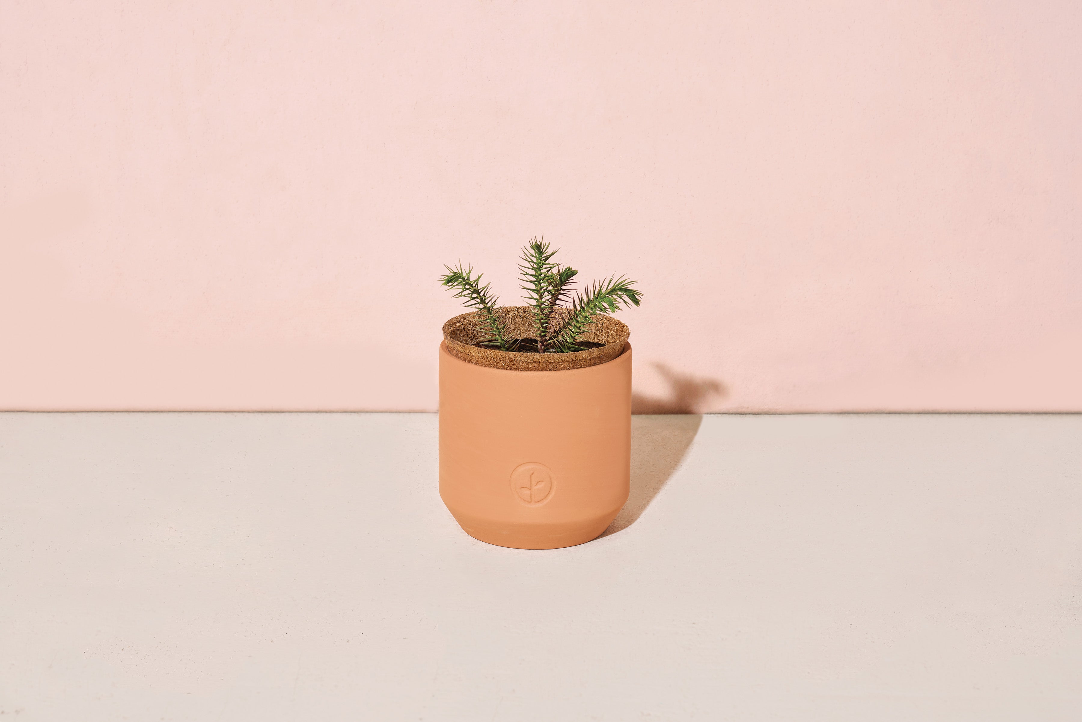 Modern Sprout Tiny Terracotta Holiday Kits