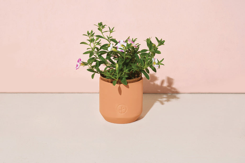 Modern Sprout Tiny Terracotta Holiday Kits