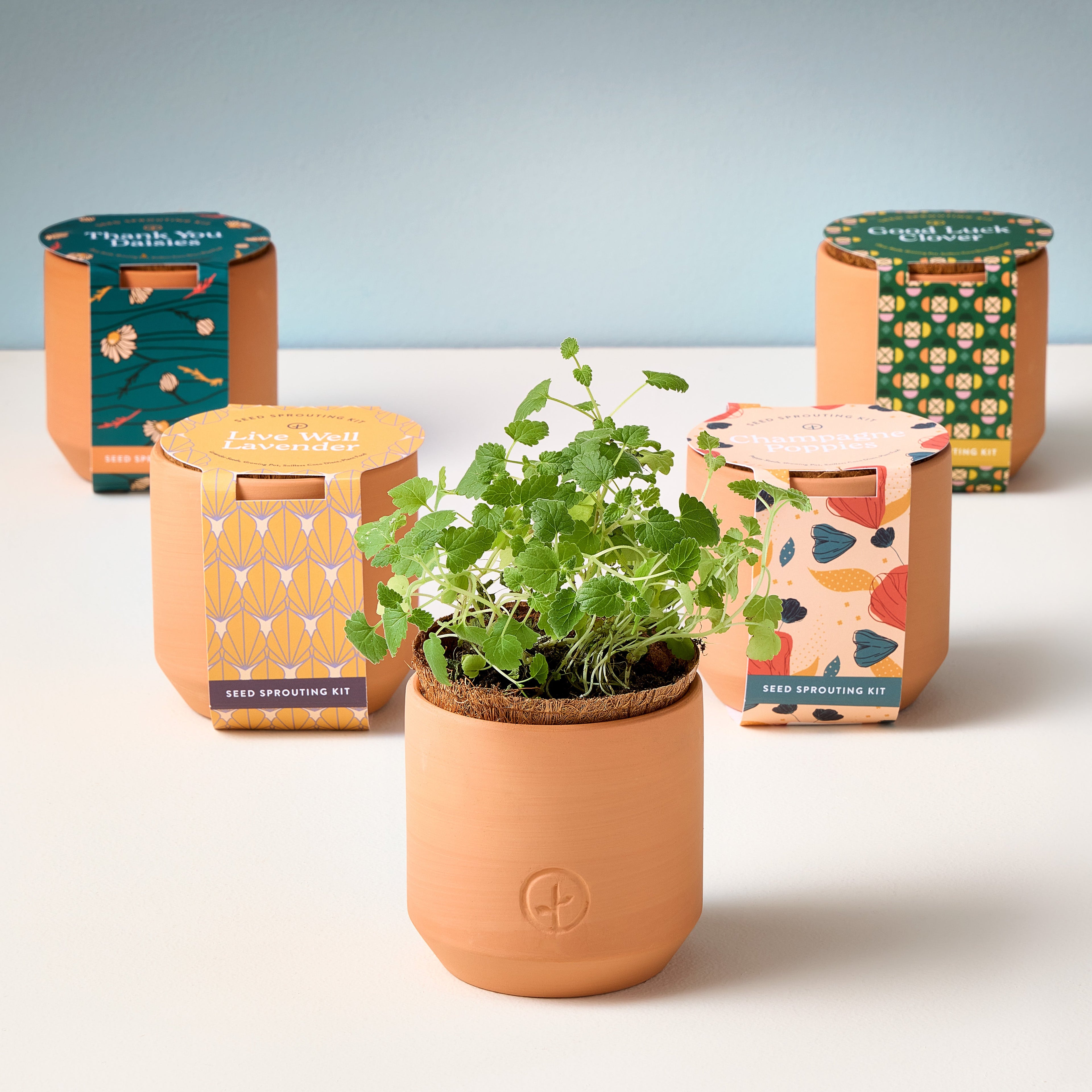 Modern Sprout Tiny Terracotta Kits