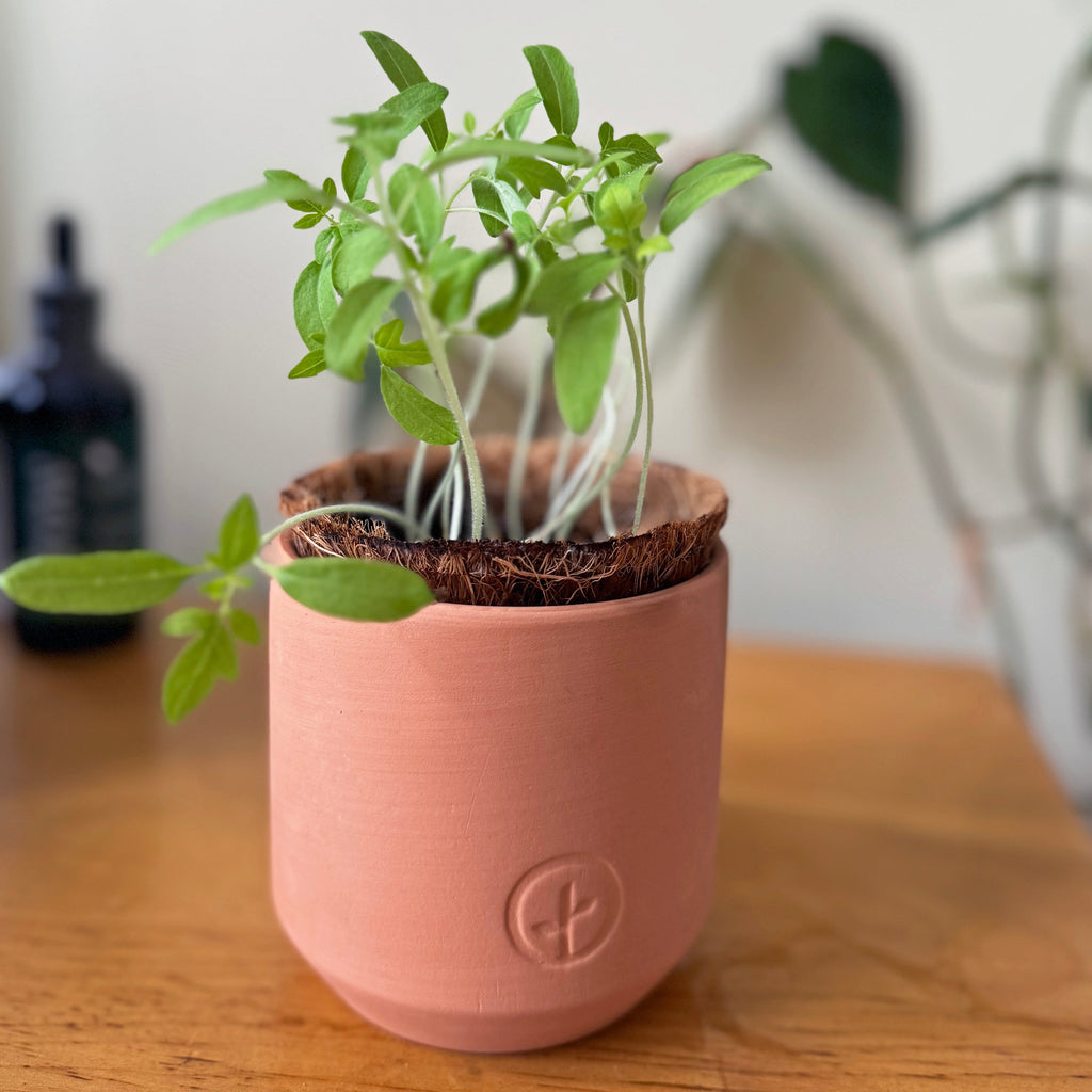Modern Sprout Tiny Terracotta Garden Kits